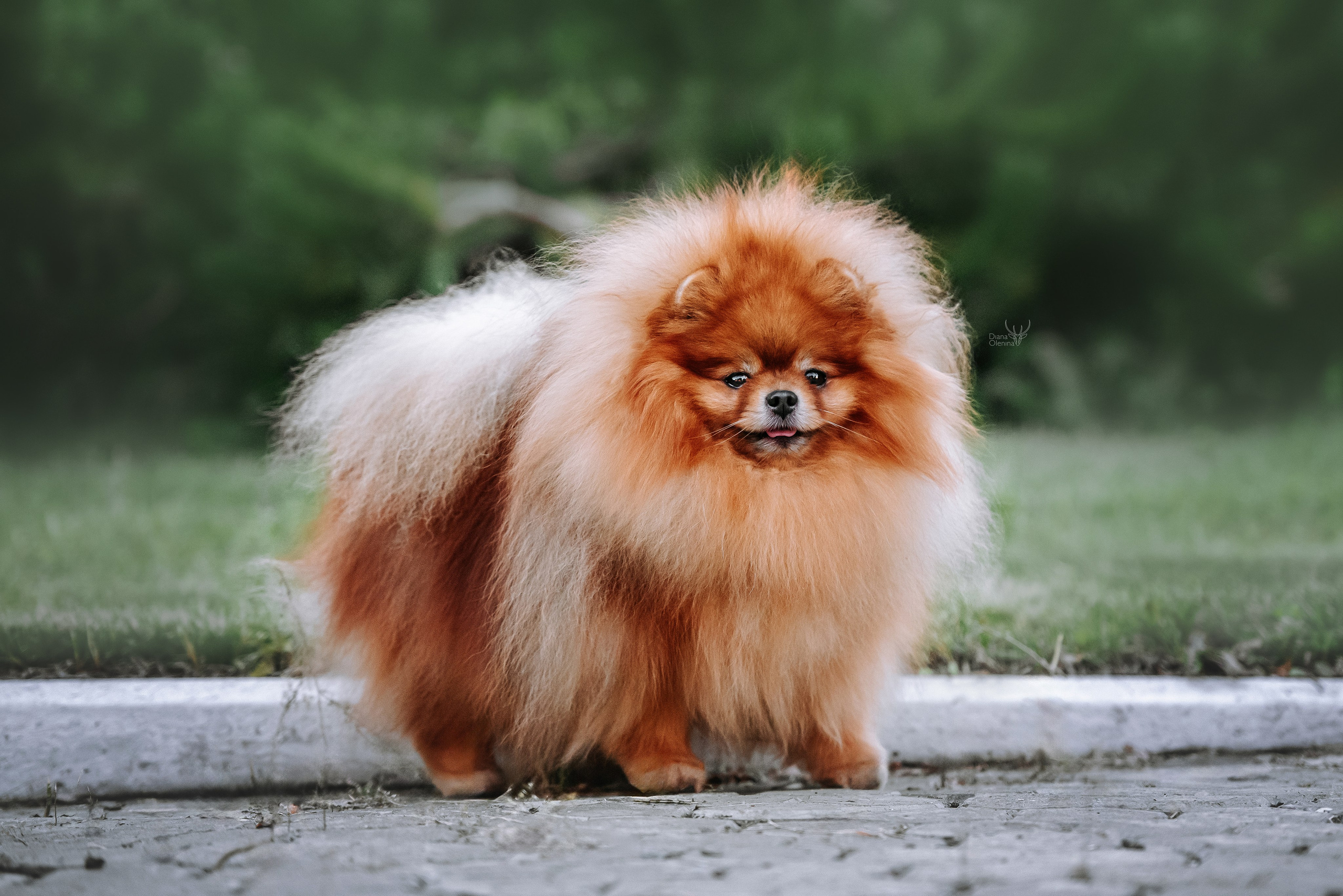 С выставок. Фотограф Диана Оленина Красноярск / Братск