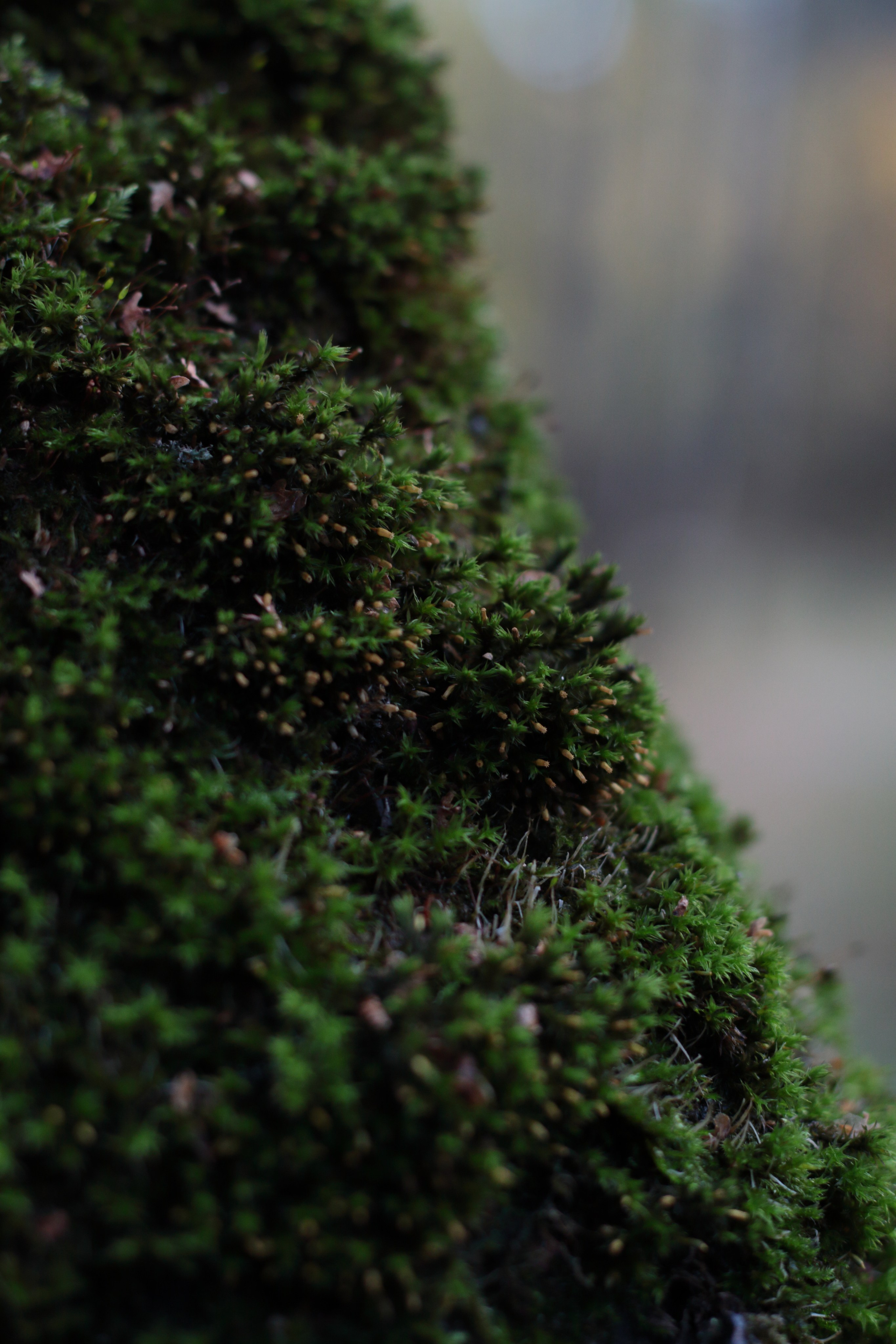 Старое природное, отбирала Katamount (Катерина Горохова). Главная