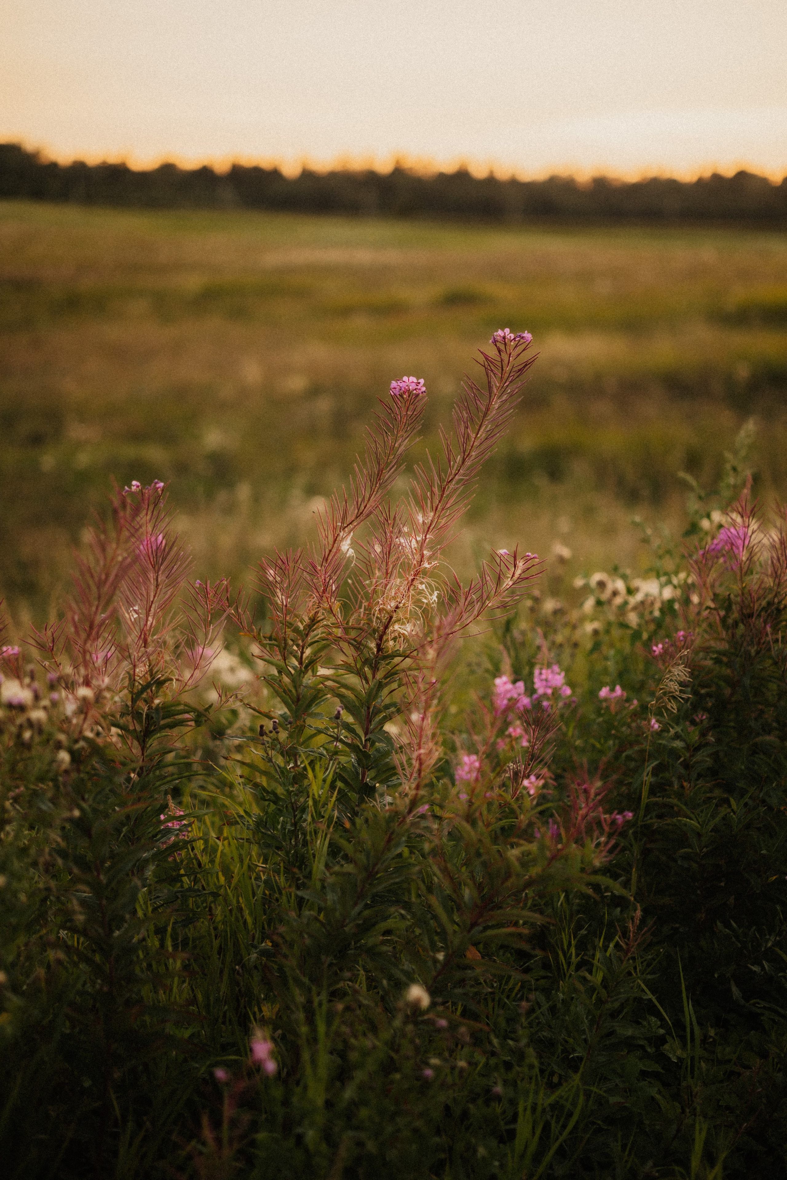 Александр и Екатерина. Свадебный фотограф в Санкт-Петербурге Анастасия Селиванова