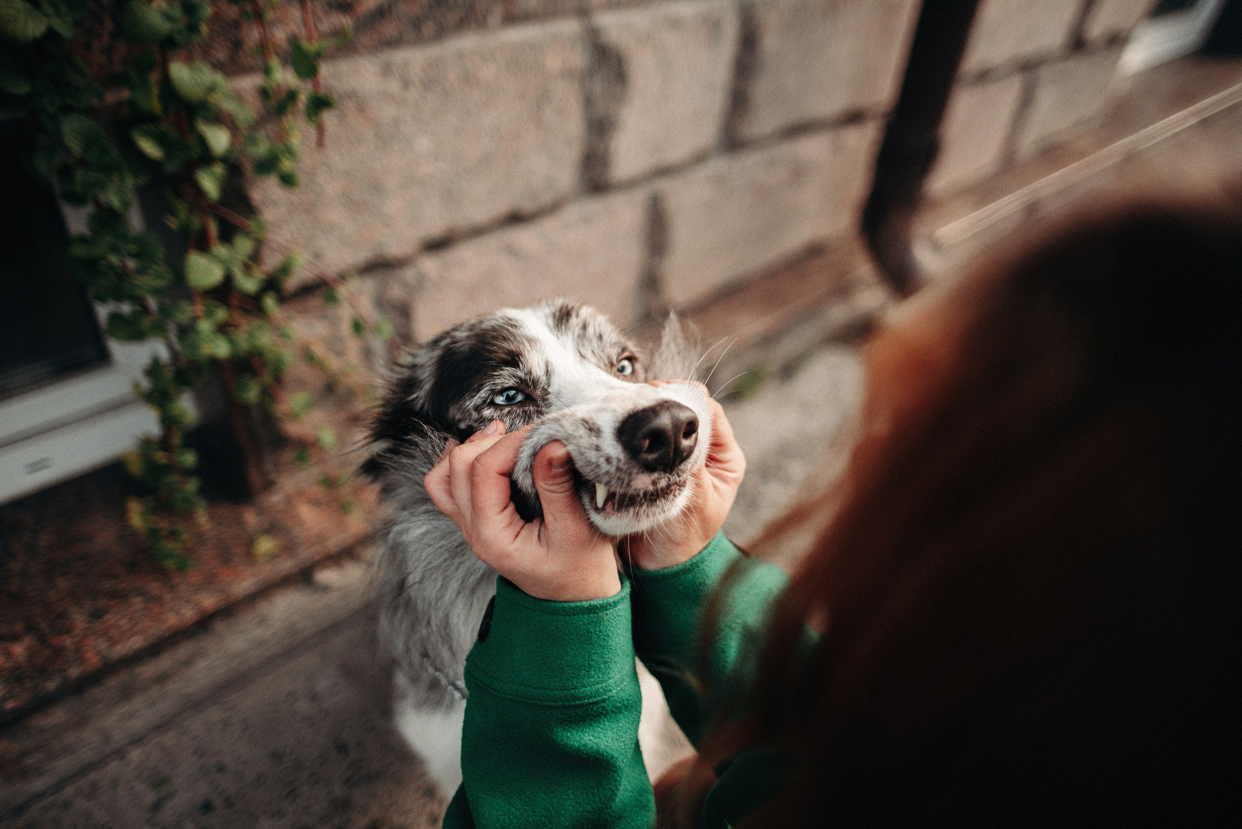 Диана и Робин. Фотограф-анималист Богданова Полина