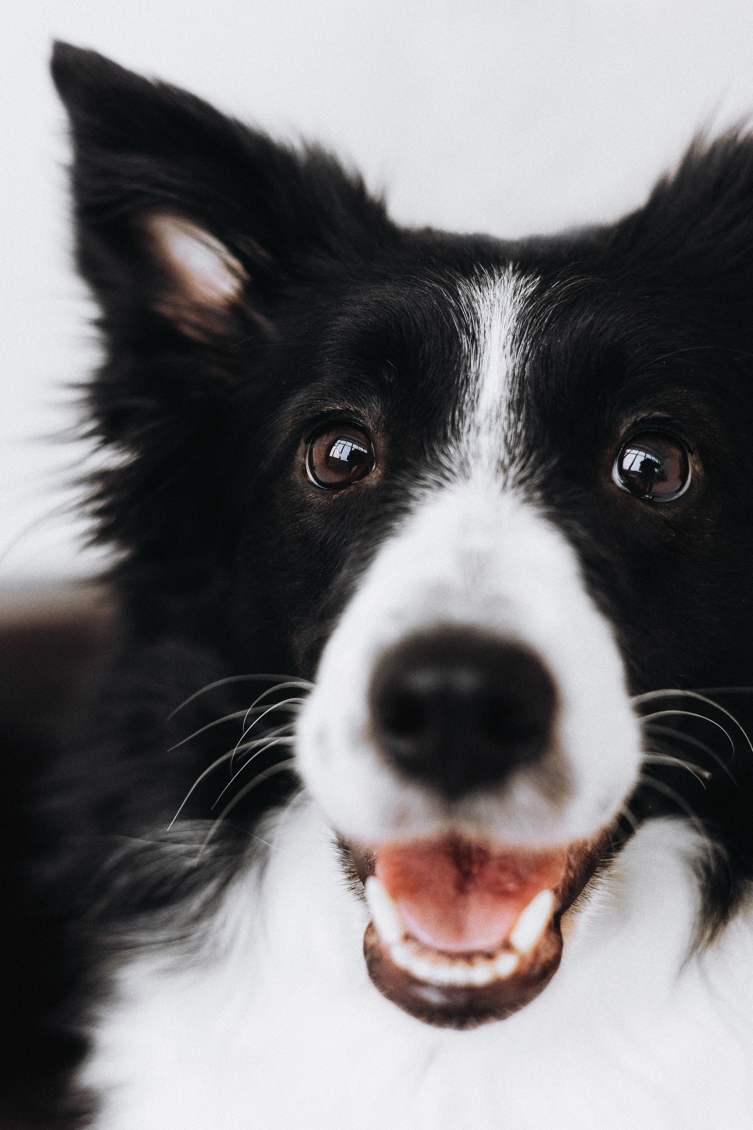 Катя и Райли. Фотограф-анималист Богданова Полина