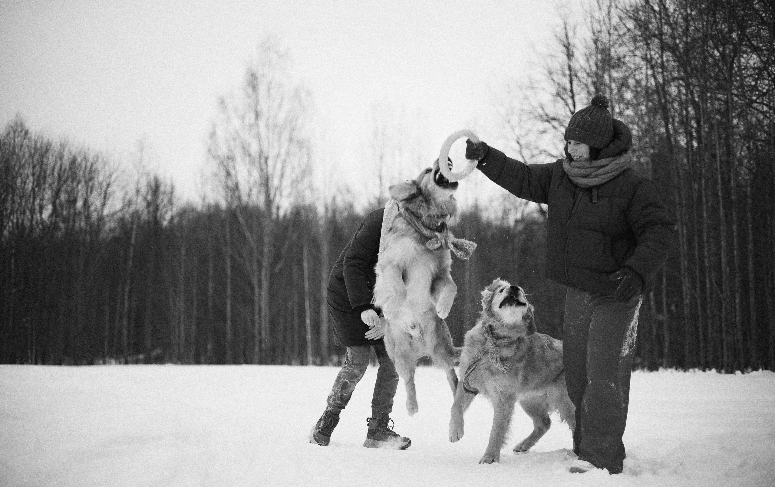 Саша, Юля, Грэй и Джой. Фотограф-анималист Богданова Полина