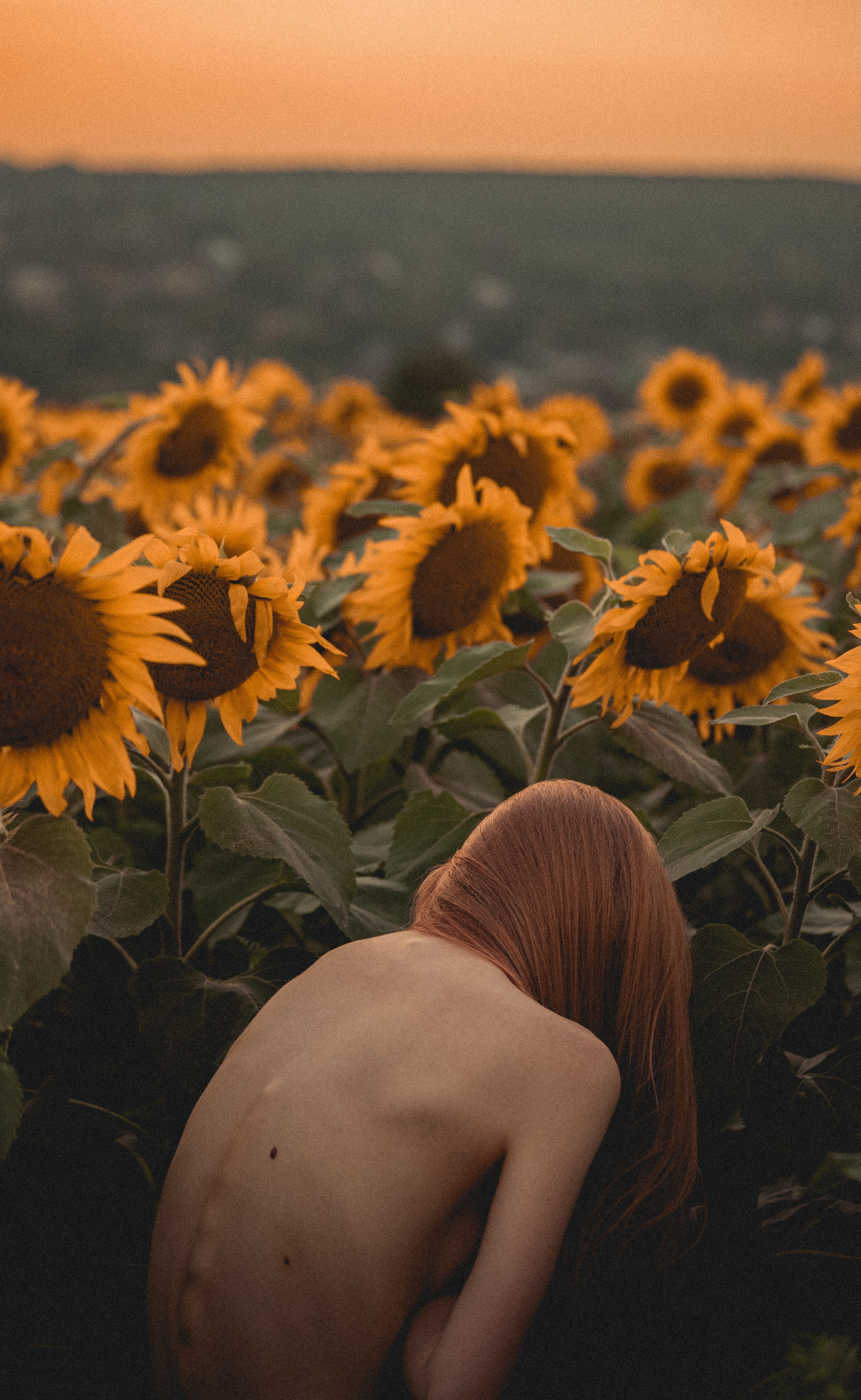 Огненные подсолнечники. Фотограф. Пейзажи, макро, портреты. Город Енакиево, без границ в съёмке