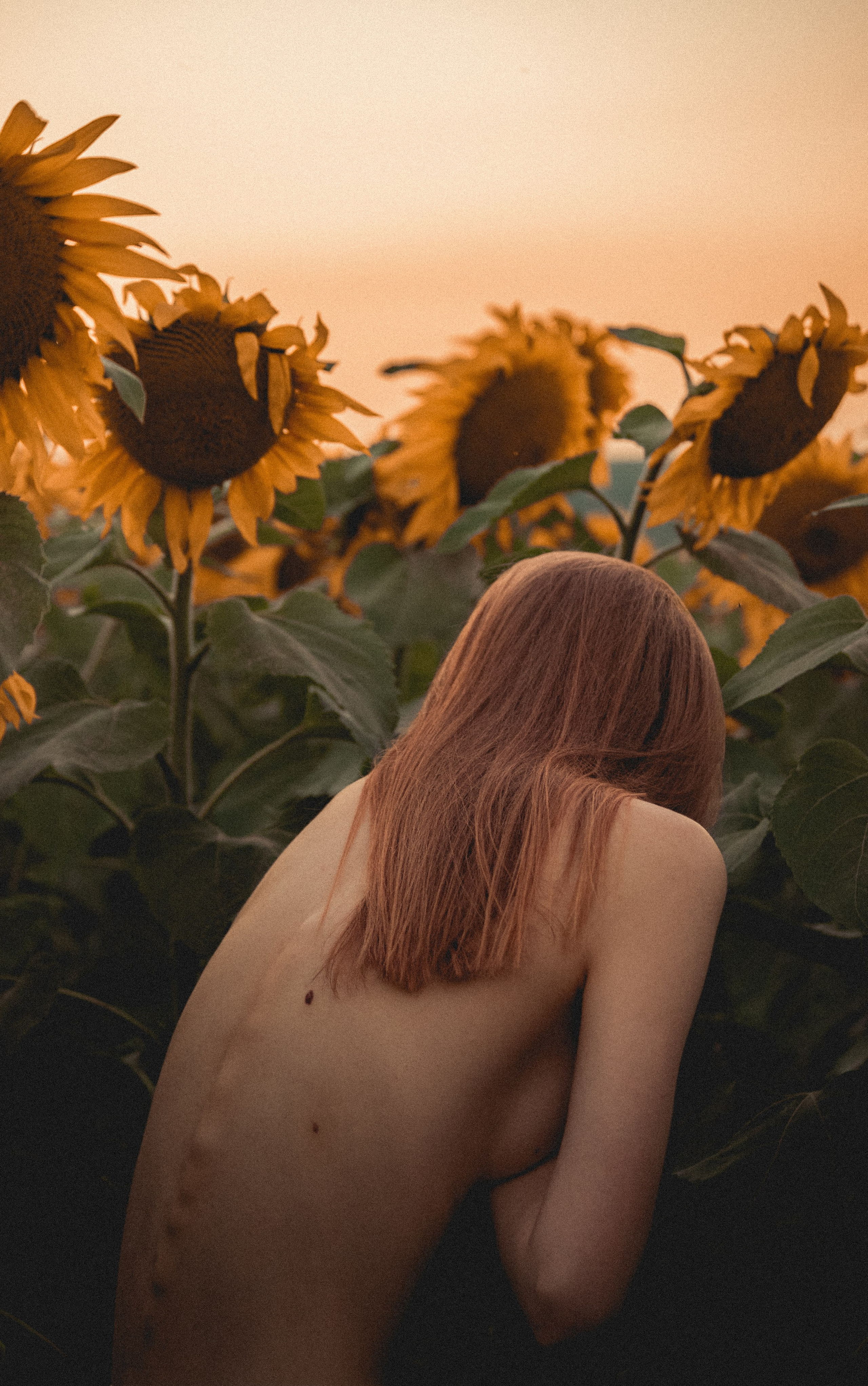 Огненные подсолнечники. Фотограф. Пейзажи, макро, портреты. Город Енакиево, без границ в съёмке