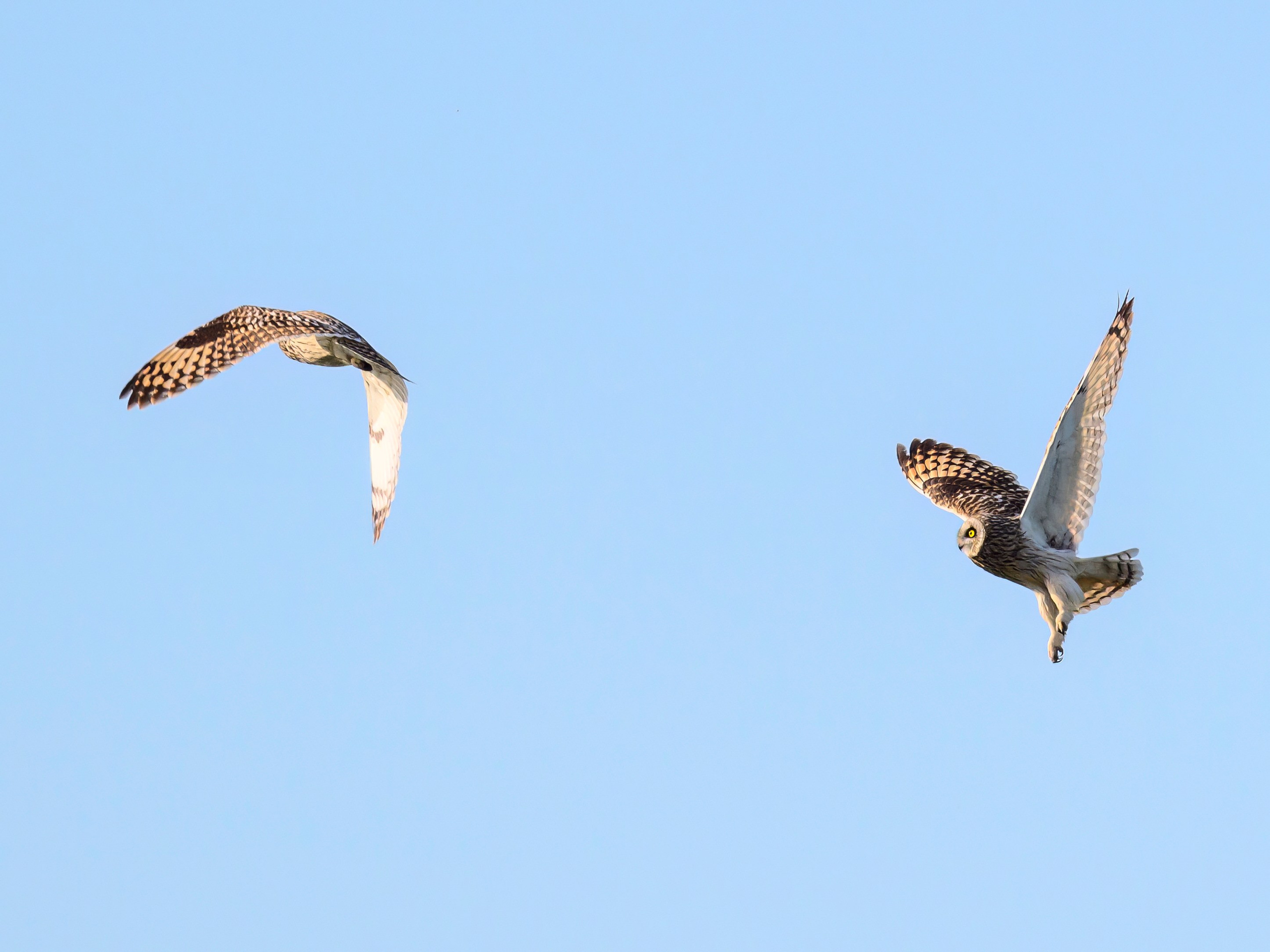 Совы играют в догонялки. Wildlife photography by Sergey Puponin