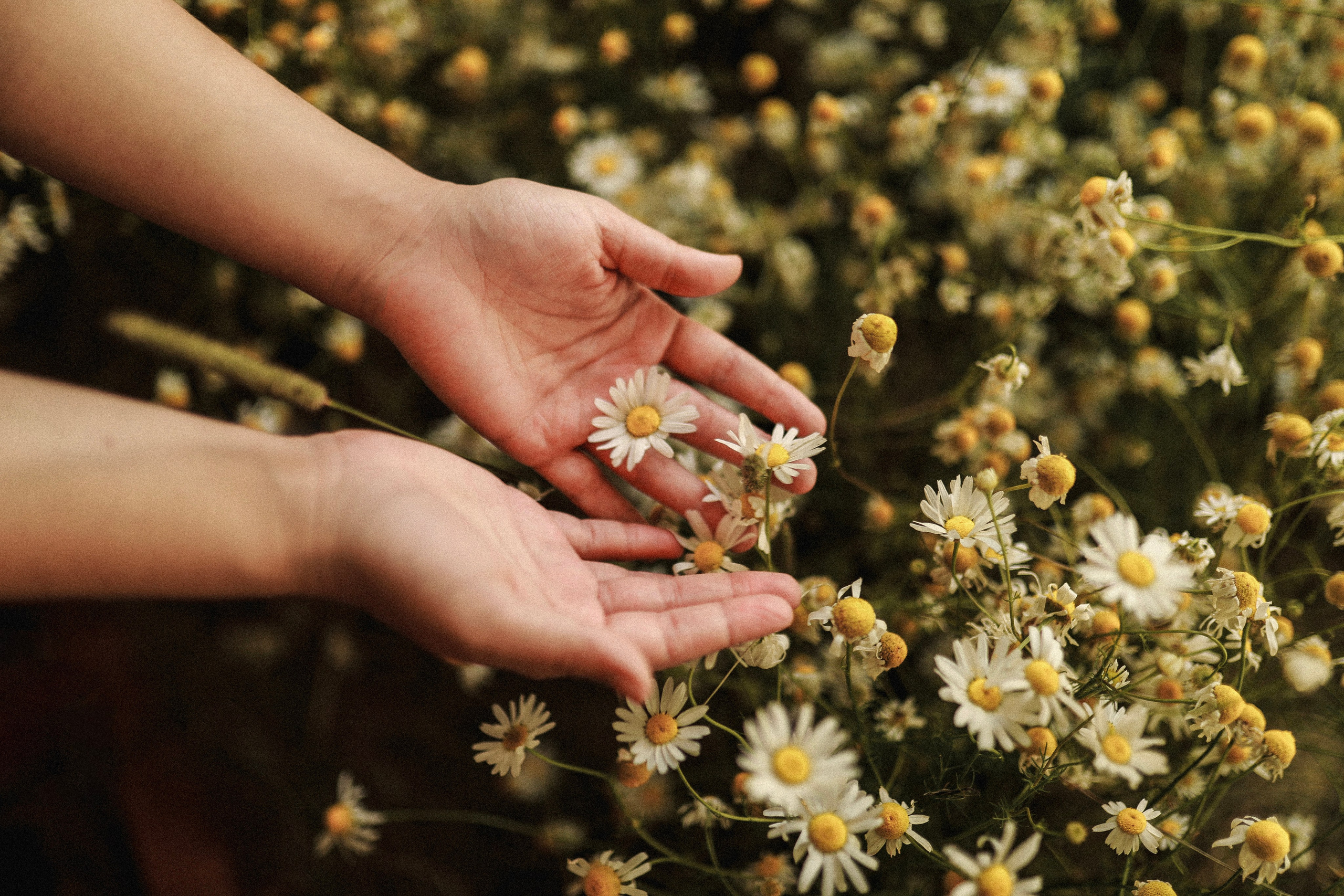 Сон в летнюю ночь | Ромашковое поле