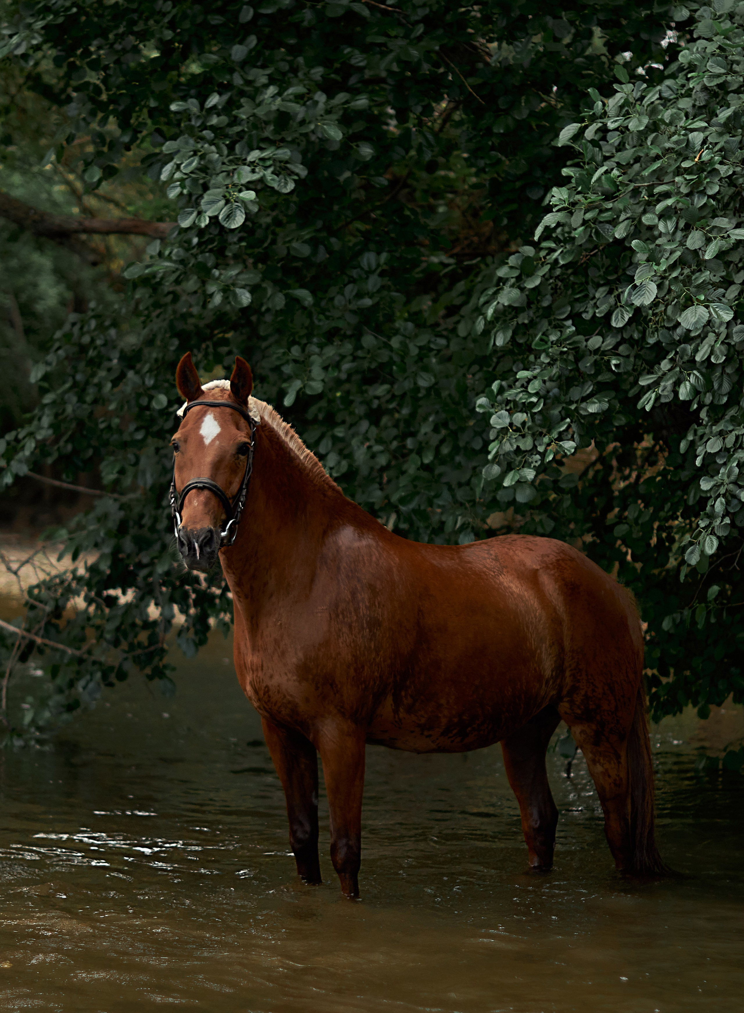 Касандра. Фотограф в Севастополе