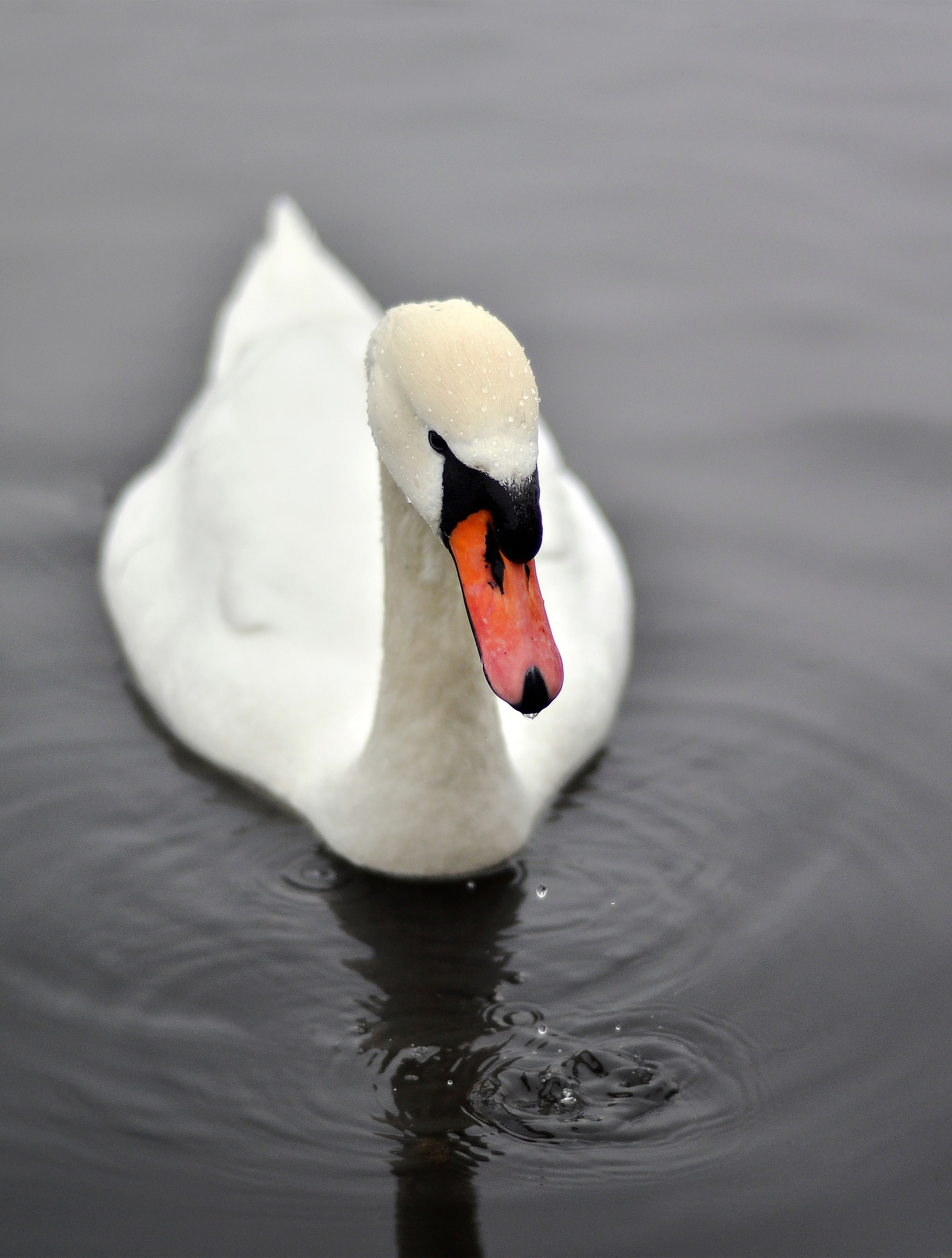 Не собаки и не лошади. Фотограф анималист