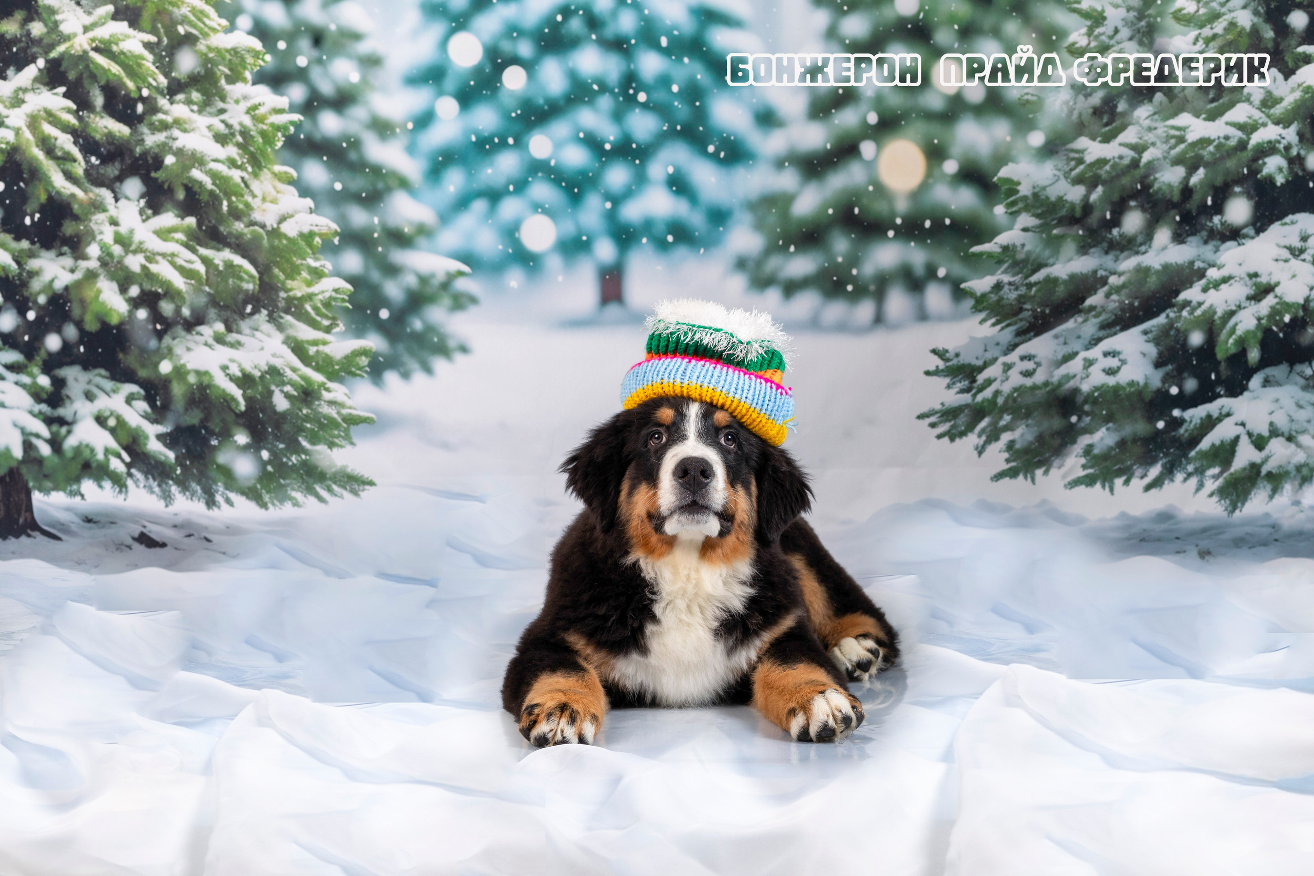 Бонжерон прайд. Фотограф 📸 семейный, предметный, репортажный