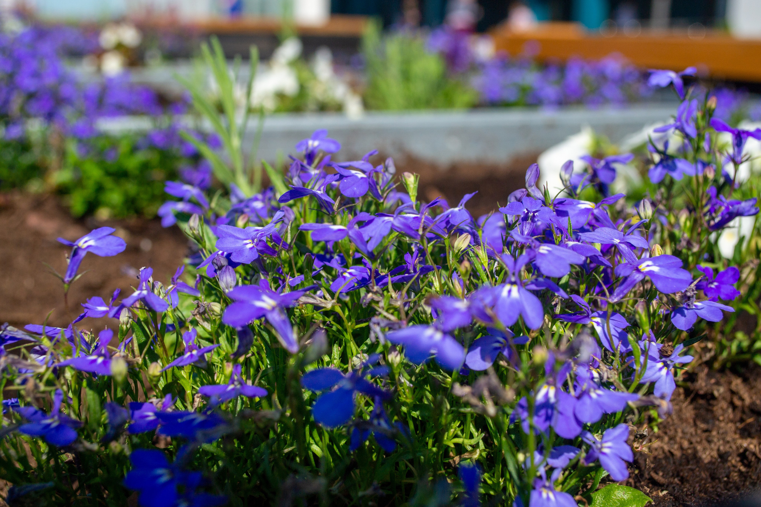 Тульская областная онкологическая больница (лето-цветы, NIKON D3100 35 мм F1,8)). Фотограф в Туле Крупский АнДРей. Фотостудия «КАДР71» в Туле