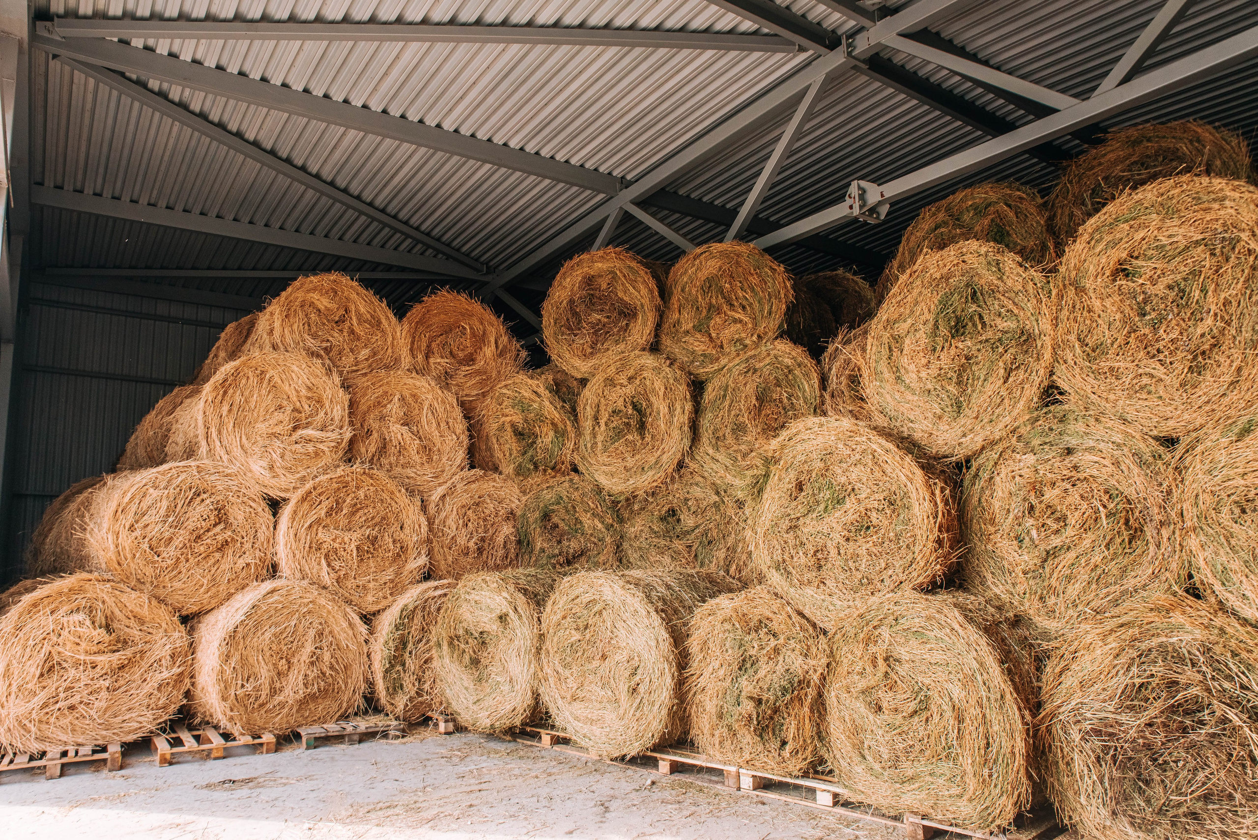 Овечья Ферма. Агрокурьер Красный Яр. Главная