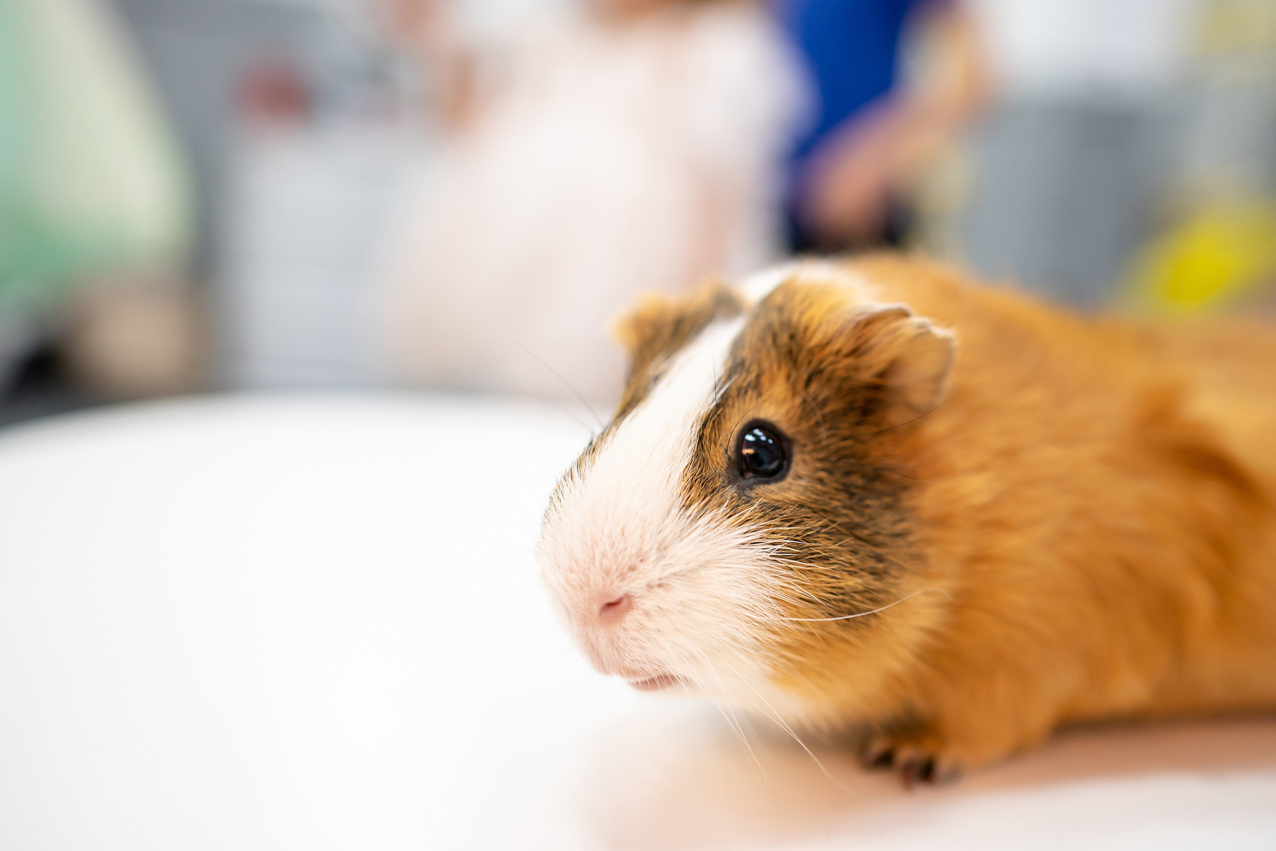 Годик Марии. Фотограф на Крещение и Венчание в Красноярске Рамазанова Юлия