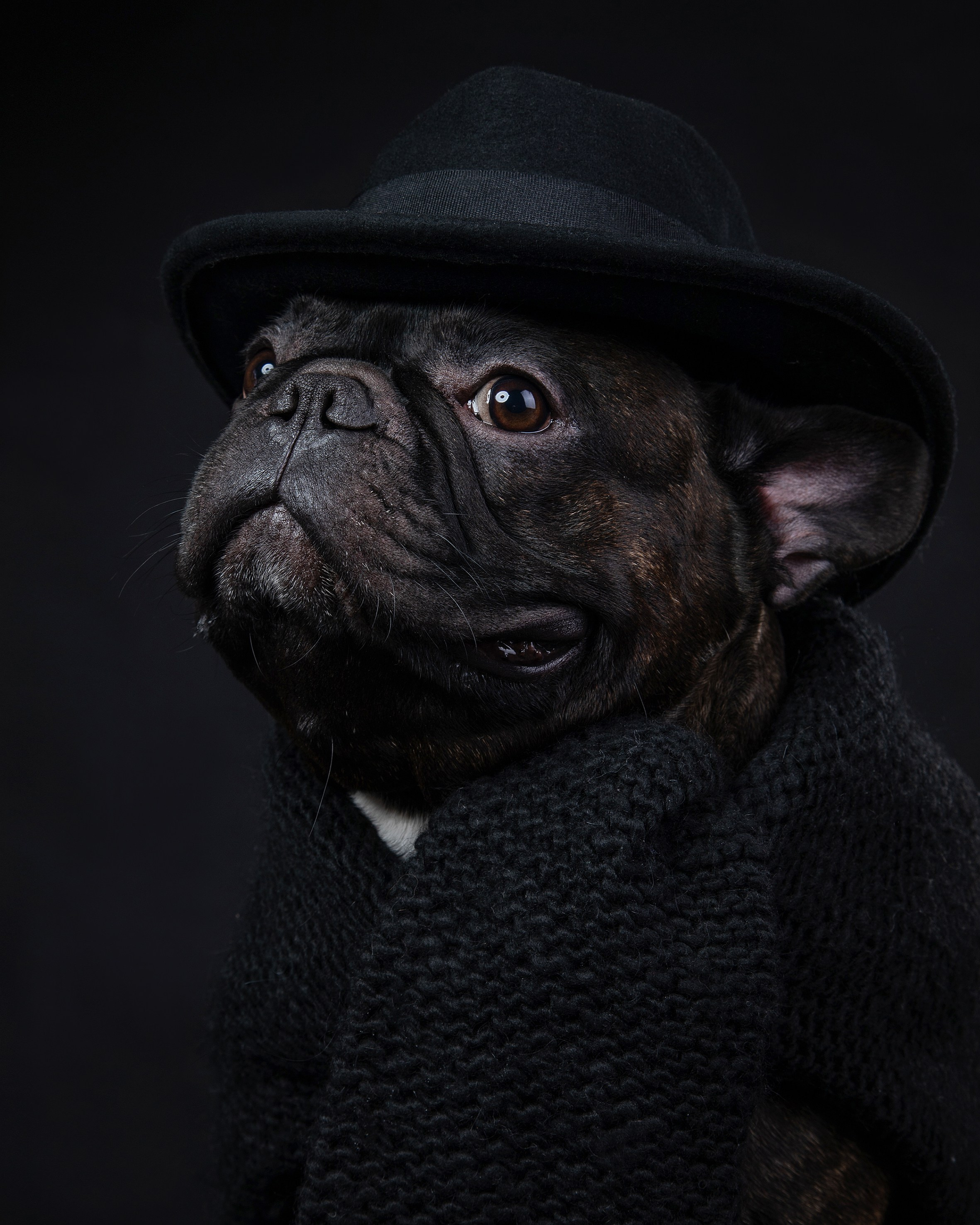 Pets Photography / Фотограф Собак