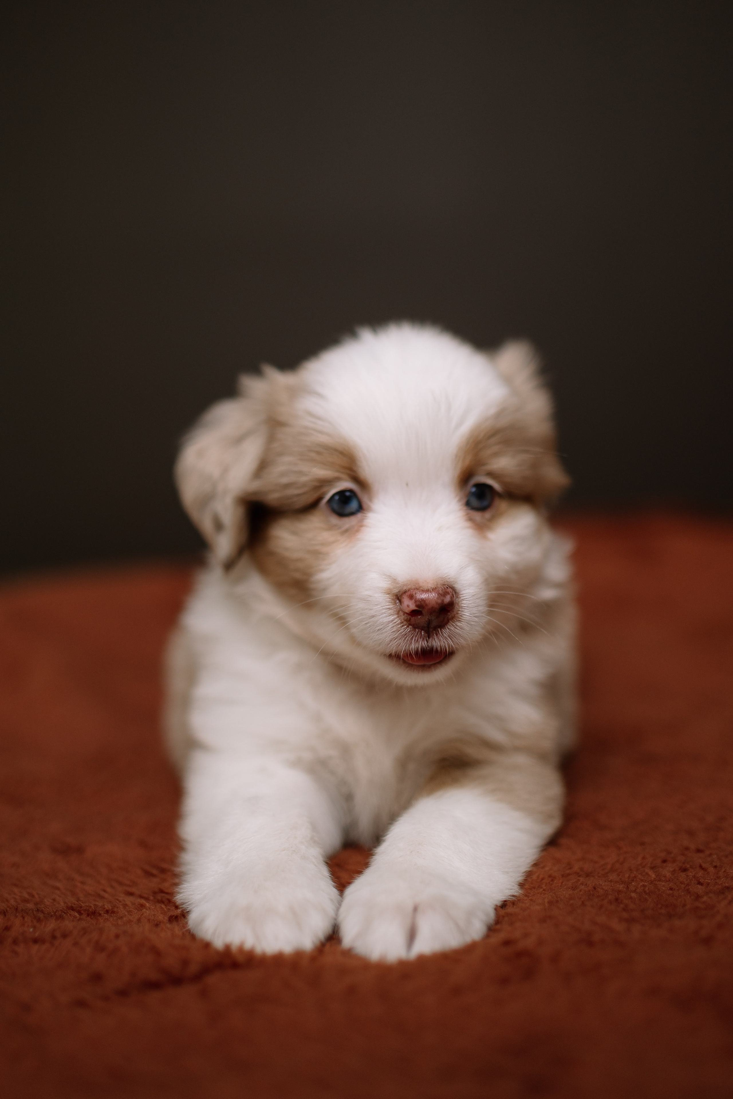 Щенки Миниатюрной американской овчарки. В студии. Фотограф Александра Кузнецова
