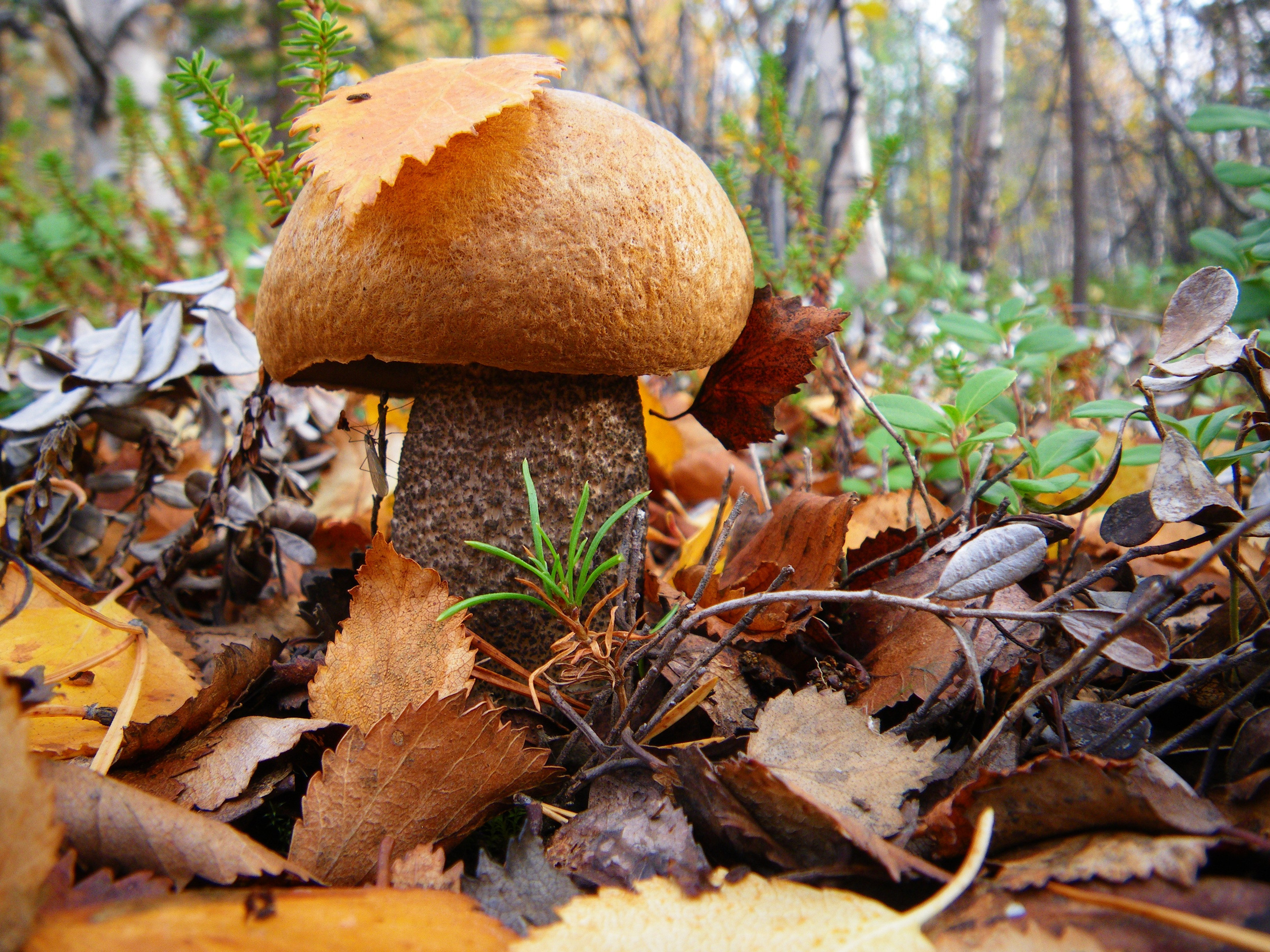 Мир растений. Пейзажи Крайнего Севера. Баренцево море, Рыбачий, Средний, Немецкий