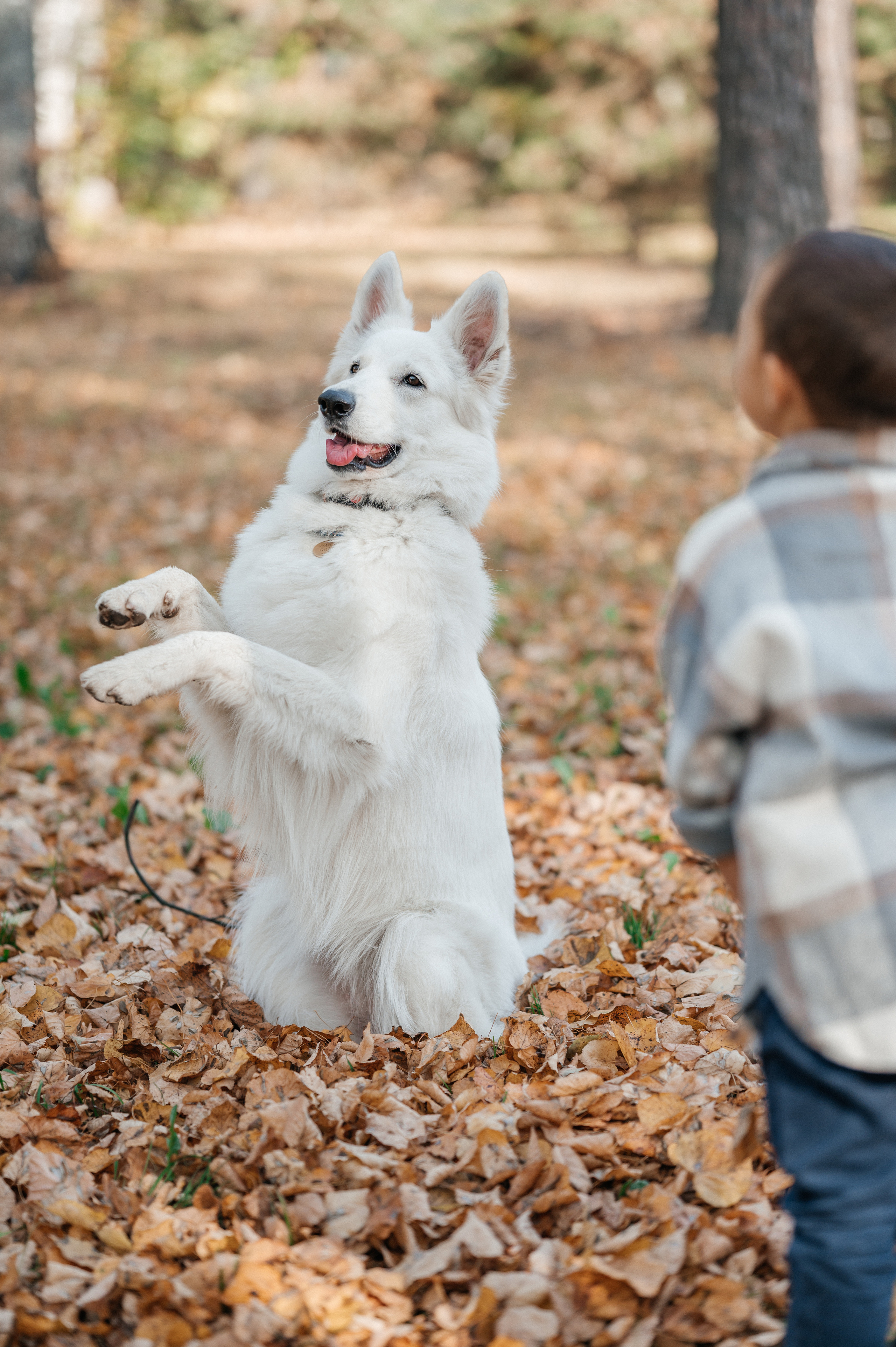 Осенняя прогулка. Фотограф Москва Екатерина Постникова Индивидуальные и семейные съемки