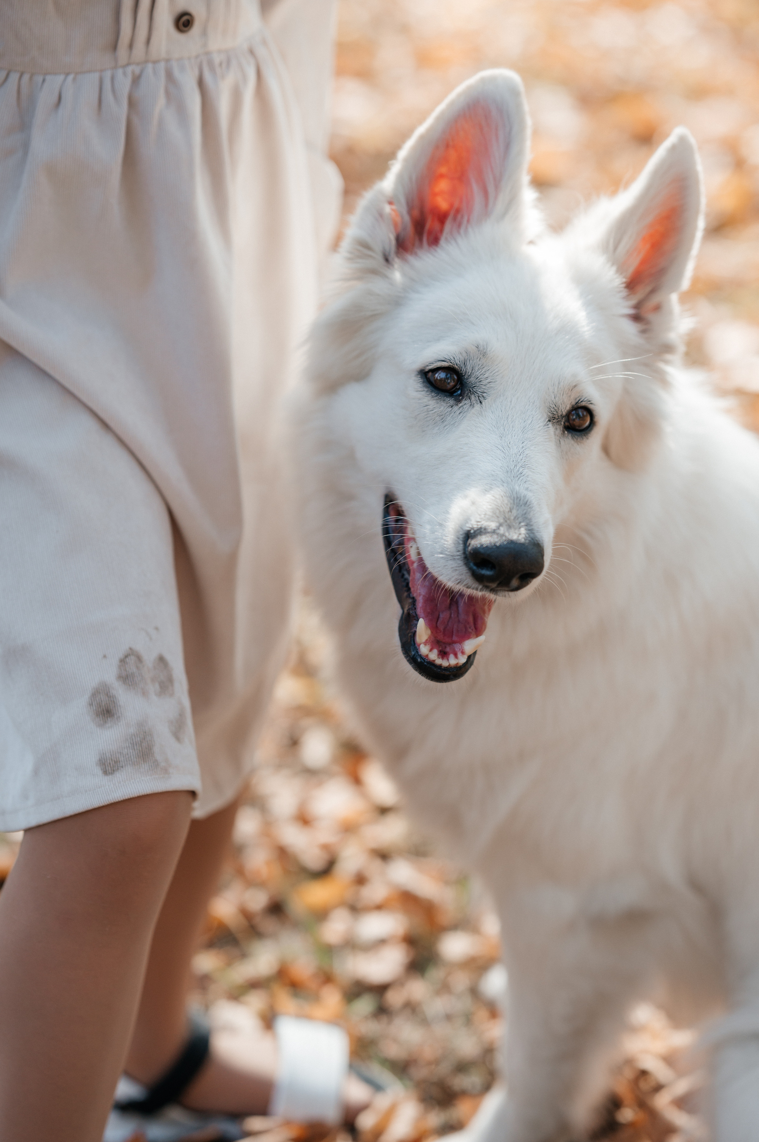 Осенняя прогулка. Фотограф Москва Екатерина Постникова Индивидуальные и семейные съемки