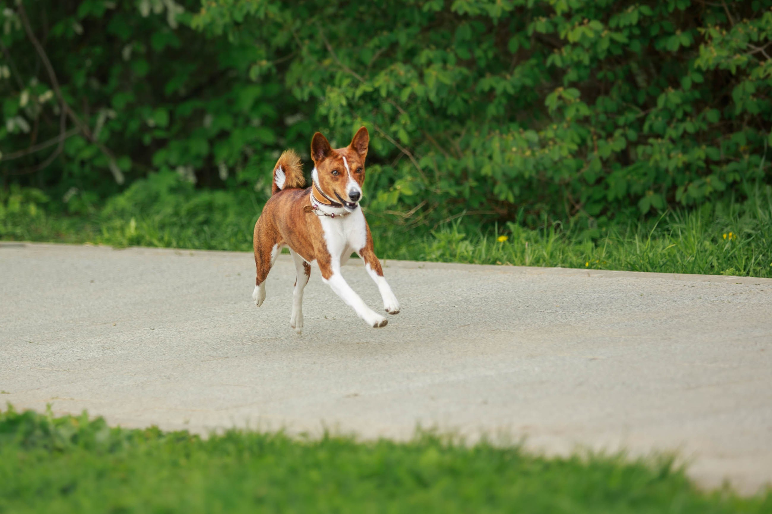 Фотосессия прогулка с басенджи. Семейный и детский фотограф в Москве Мария Быкова