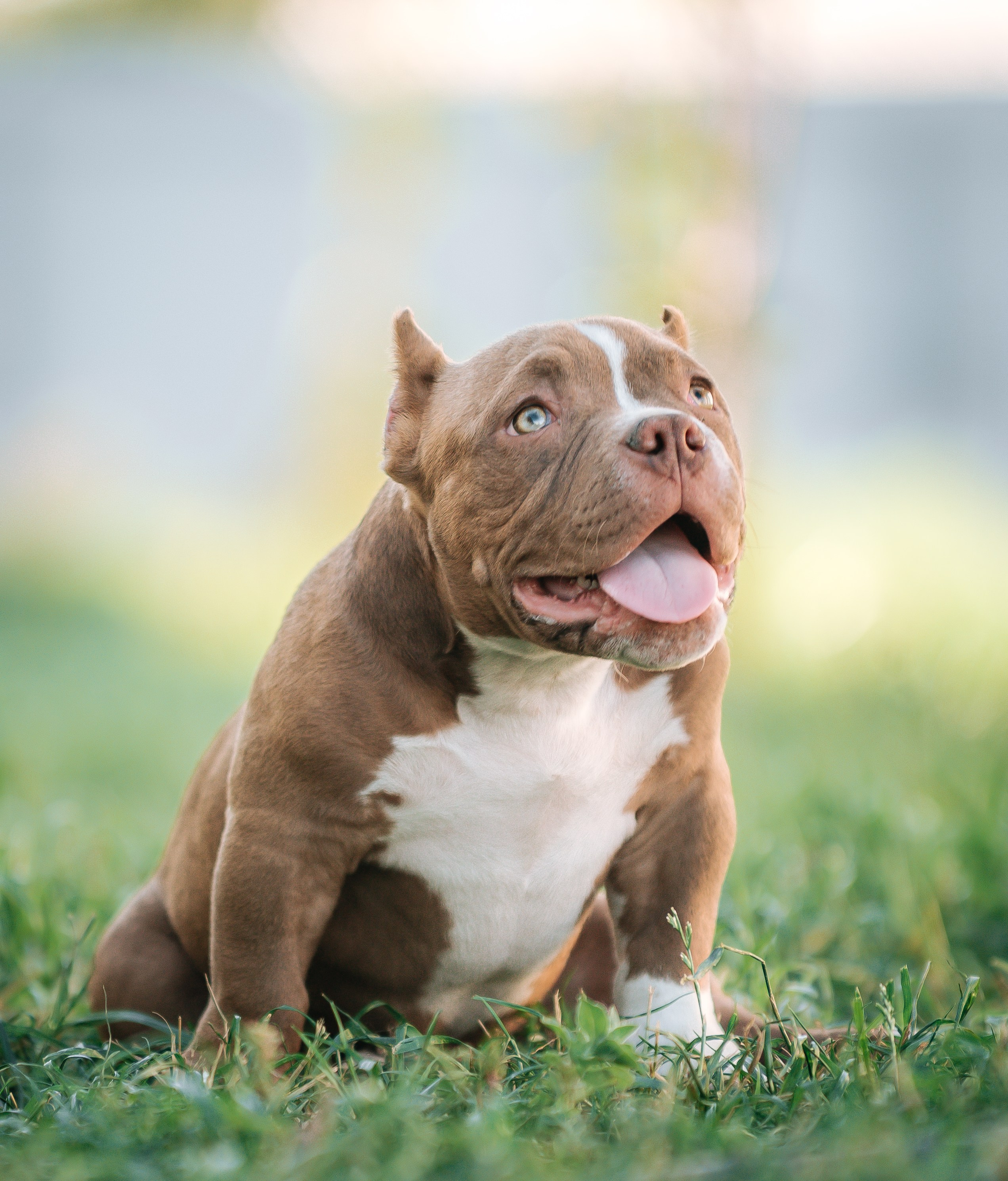 Американский булли щенки. Главная