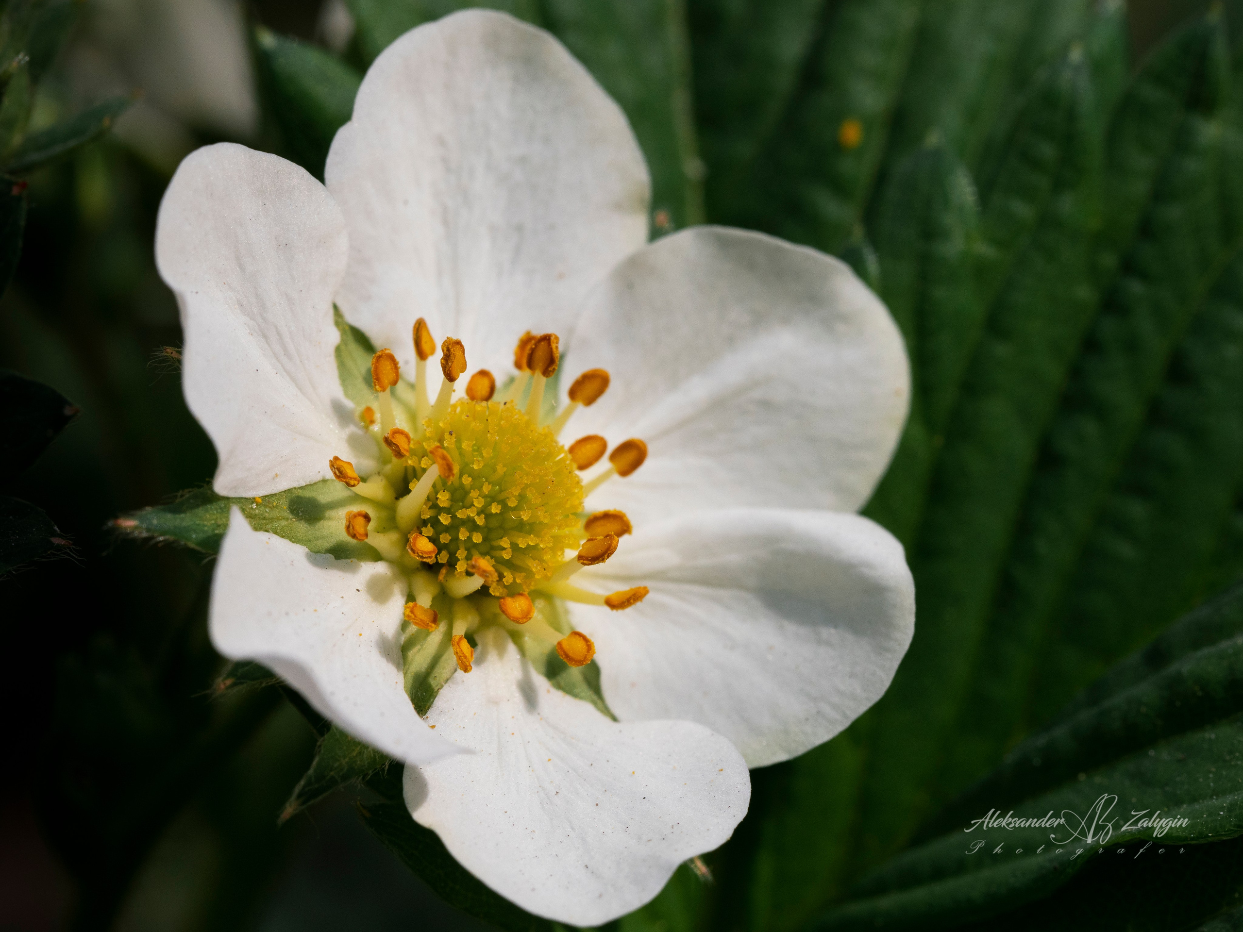 Отзывы. Семейные фотографы в Екатеринбурге Анна и Александр A&A Best Foto