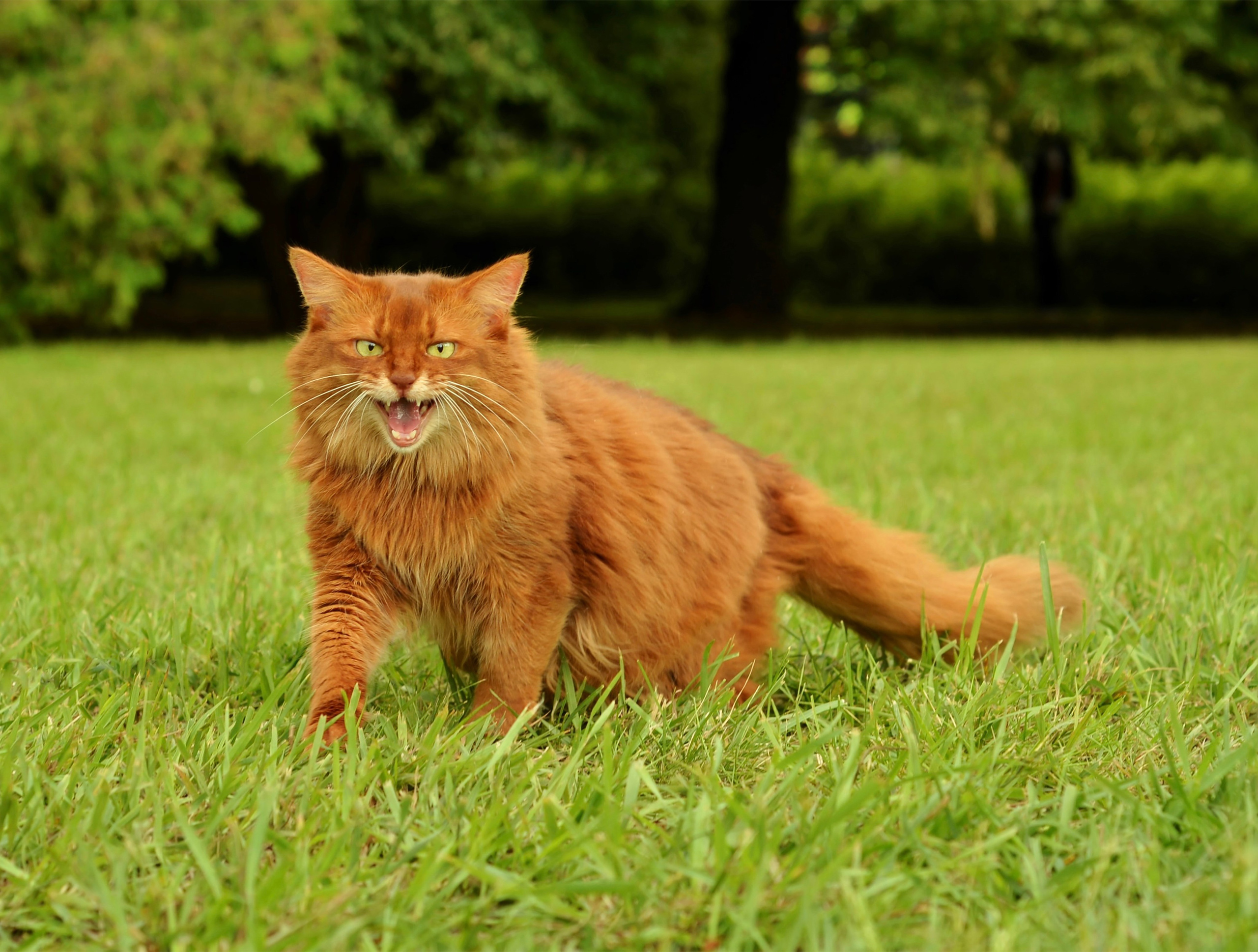 Не собаки и не лошади. Фотограф анималист