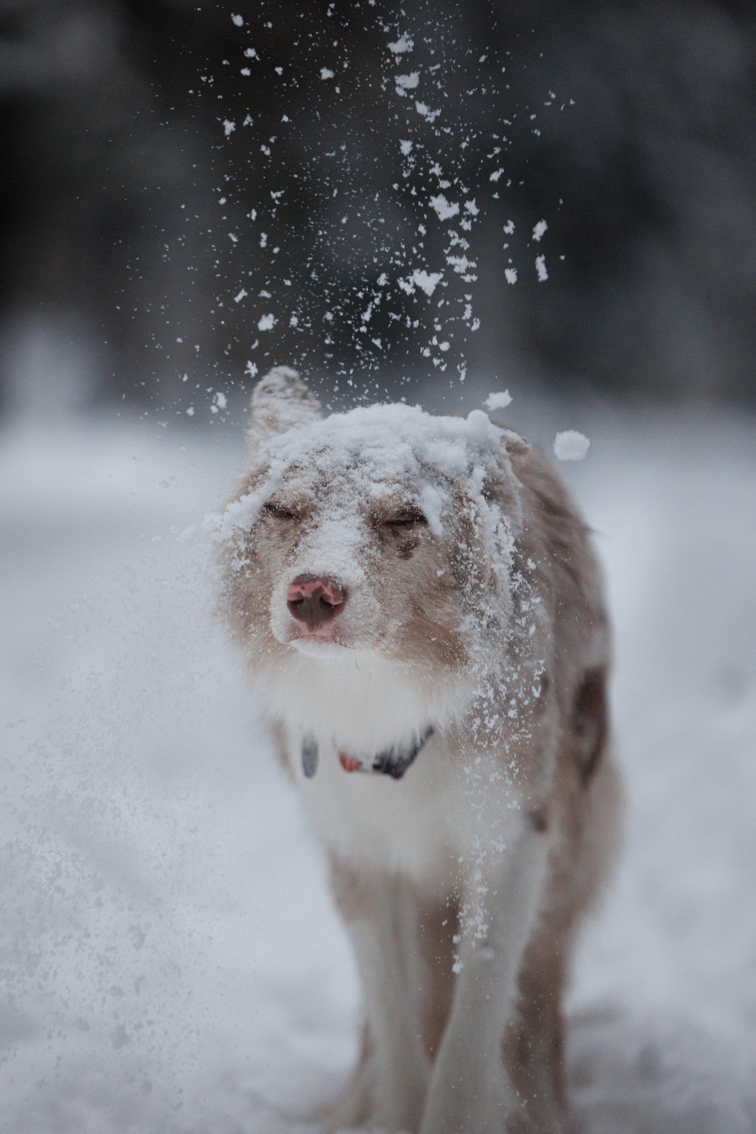Даша и компания. Фотограф анималист Кристина Карпова, Москва
