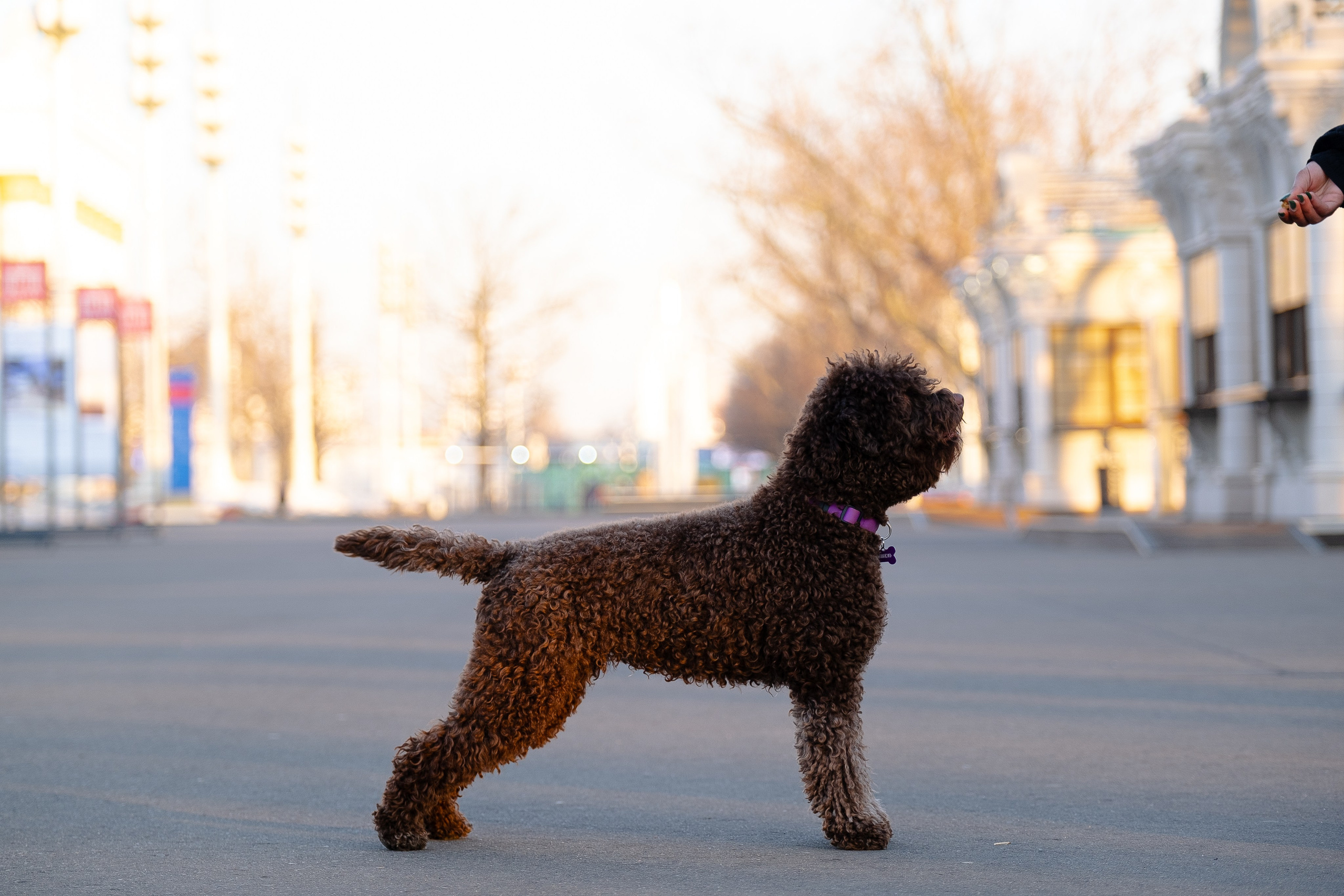 Тьеринна и Миша. Фотограф и видеограф анималист Аганина Дарья