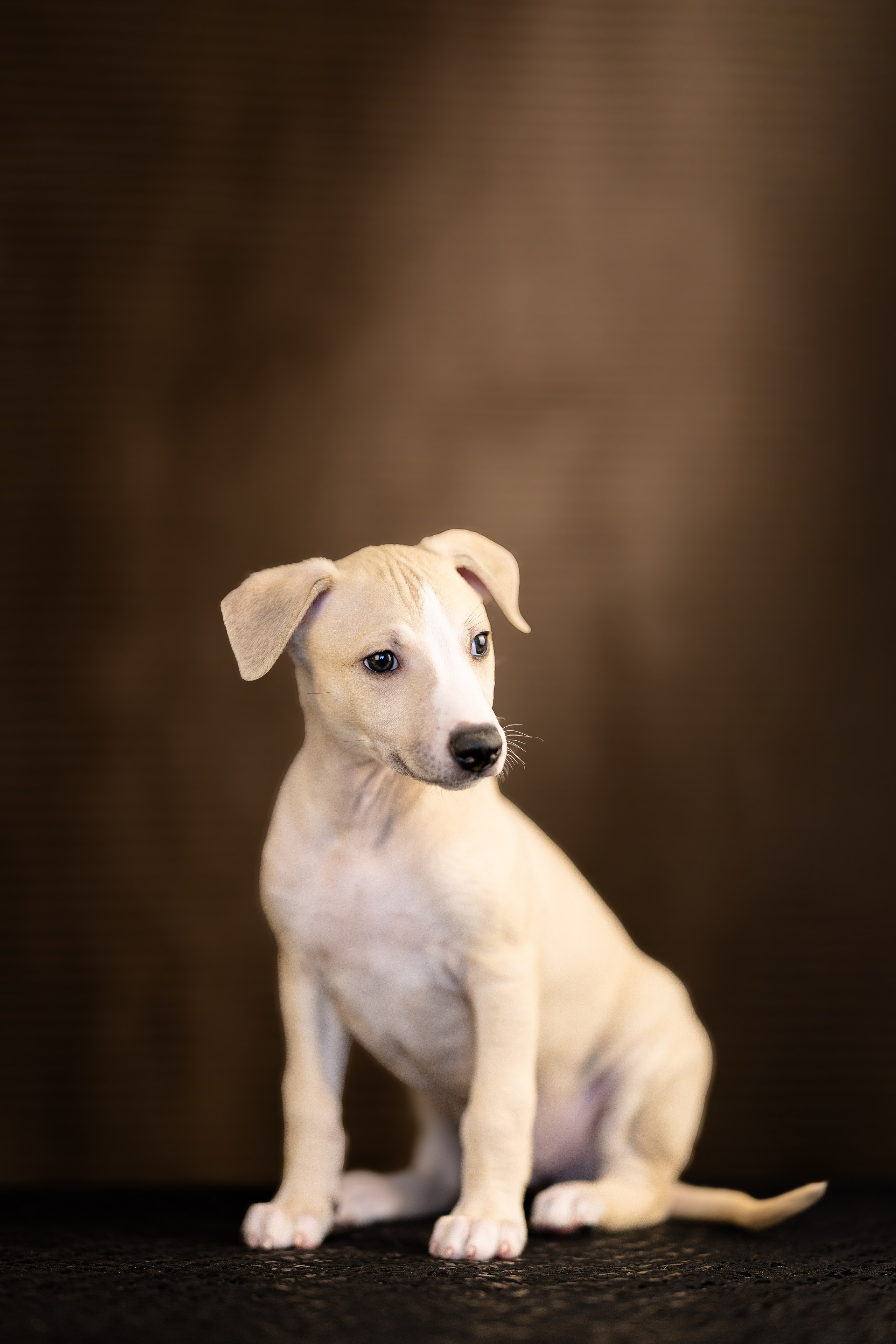 Уиппет. Фотограф и видеограф анималист Аганина Дарья