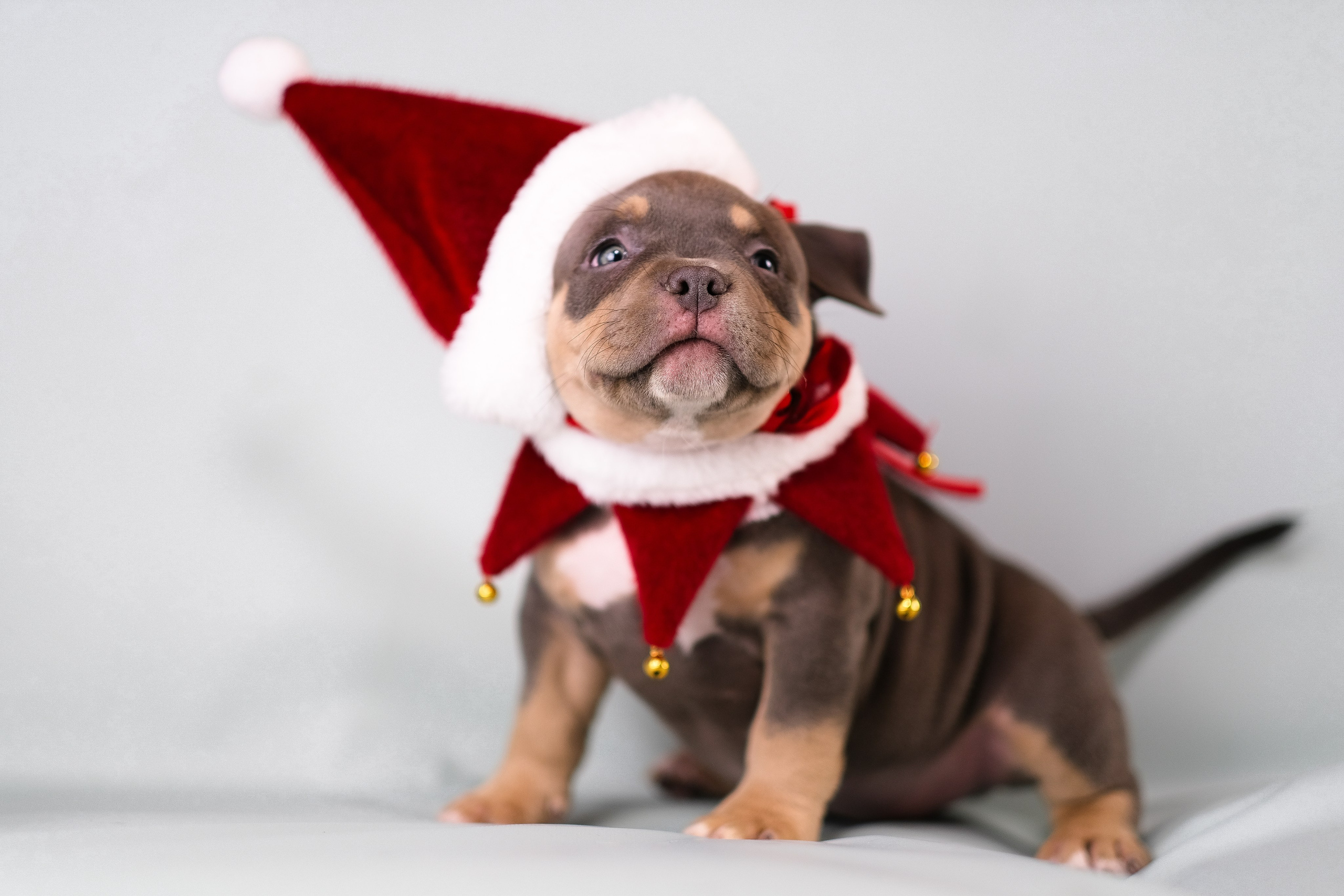 Американский Булли. Фотограф и видеограф анималист Аганина Дарья