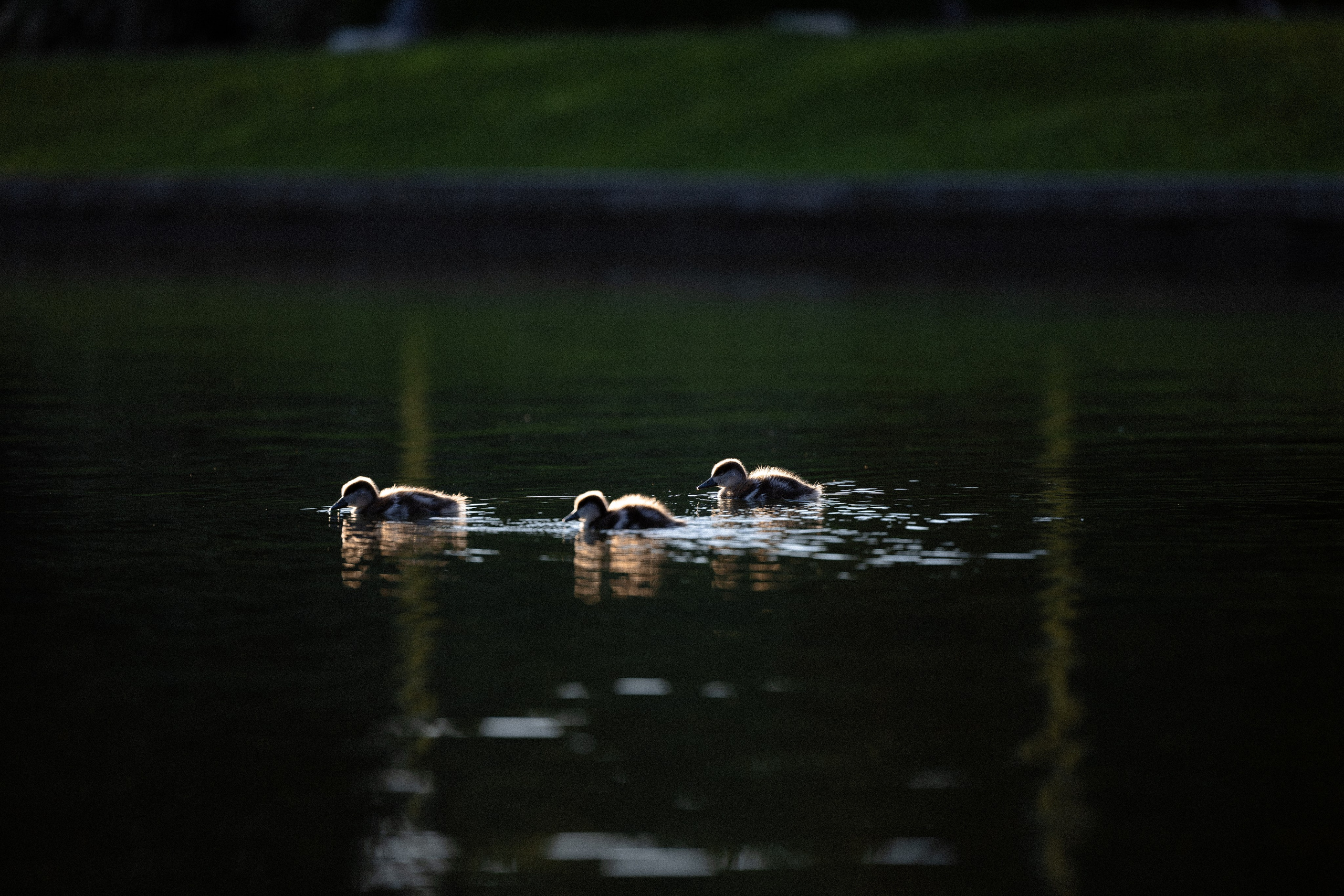 Катя, Леша, Лея и Трой. Фотограф и видеограф анималист Аганина Дарья