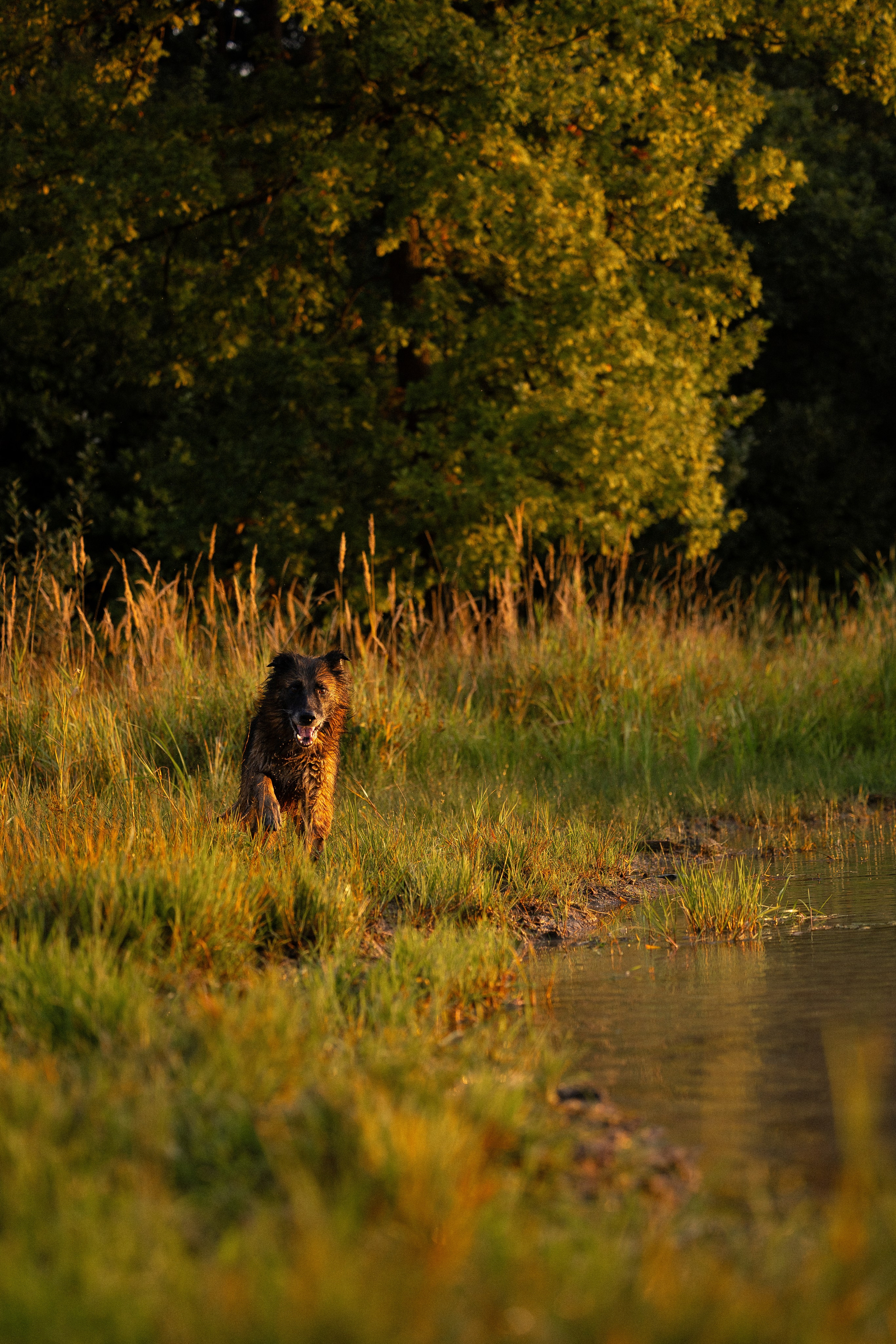 Алена, Матвей, Фанни и Фрея. Фотограф и видеограф анималист Аганина Дарья