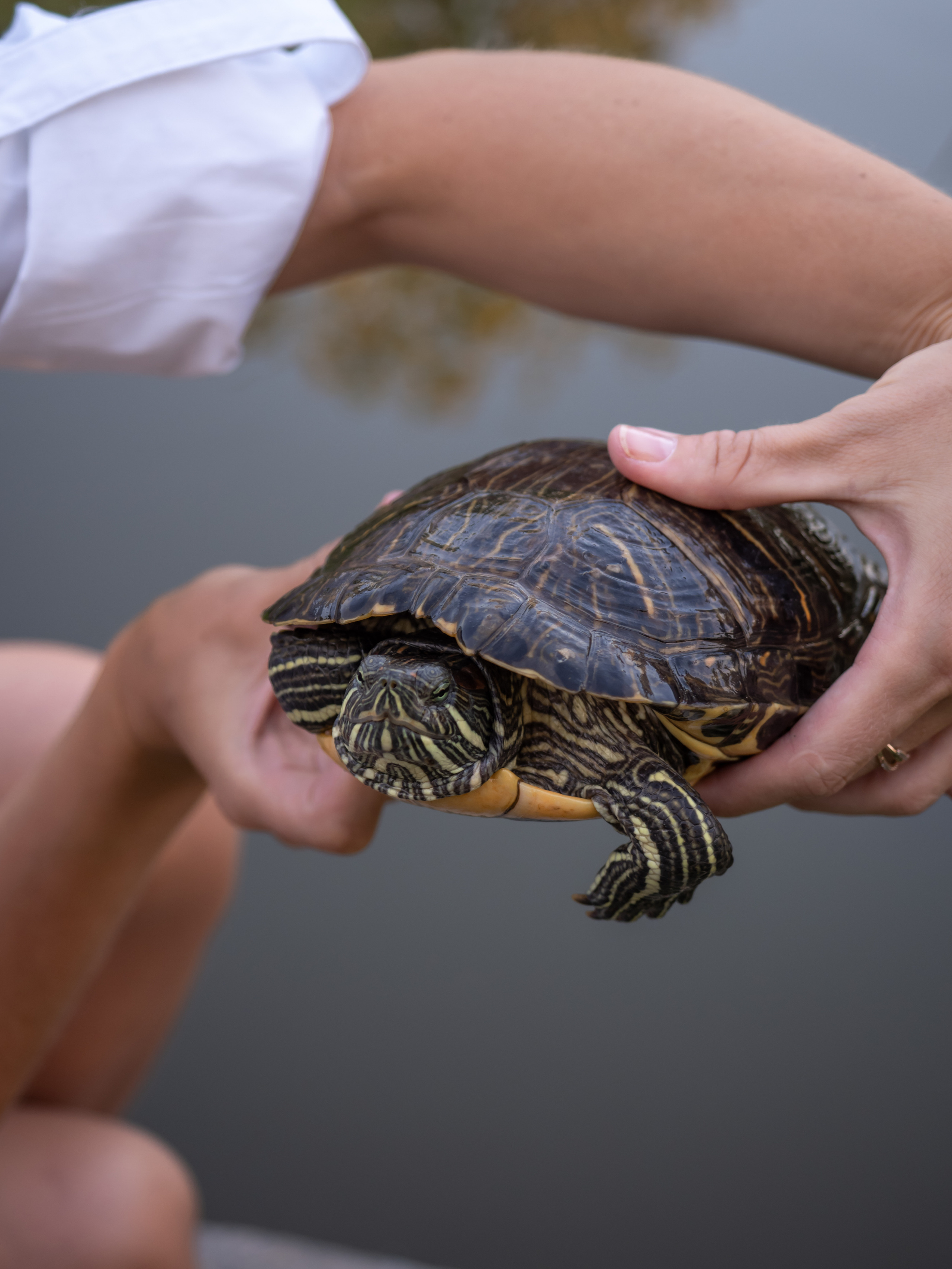 Семейные фотопрогулки. Фотограф в Сочи и Москве Полина Душенкова