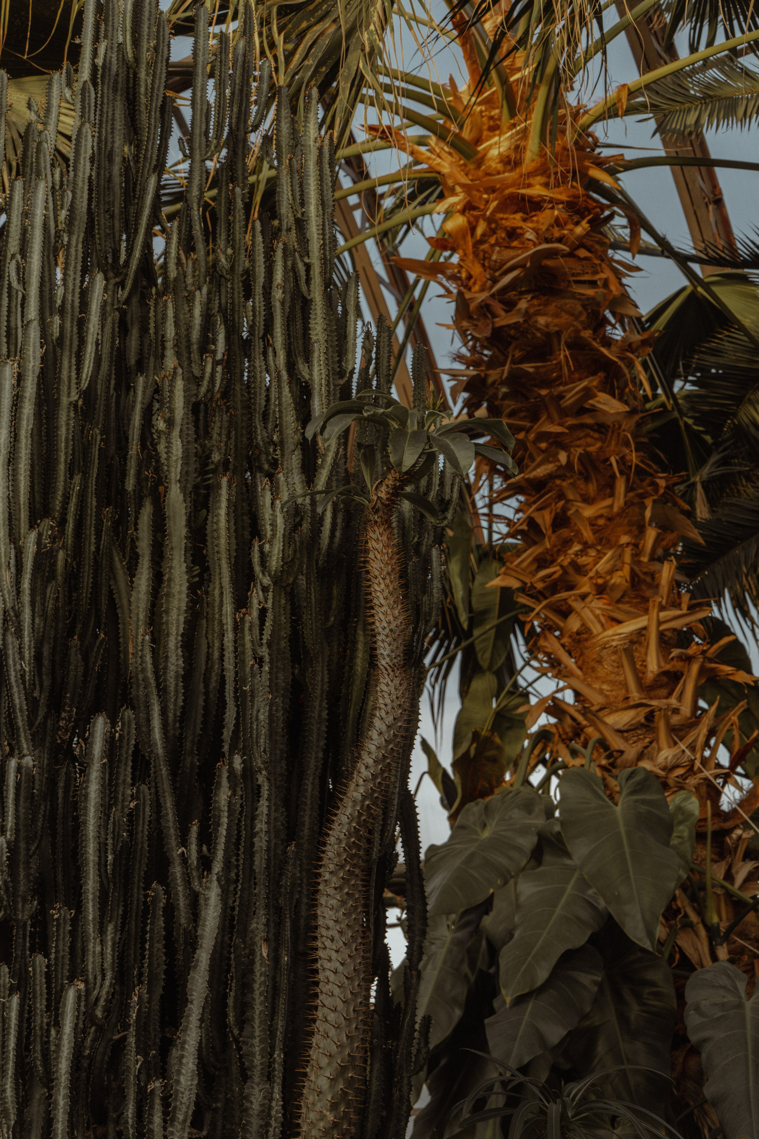 Глеб | Оранжерея Таврического сада. Фотограф предметной съемки, контент-фотограф, ретушер