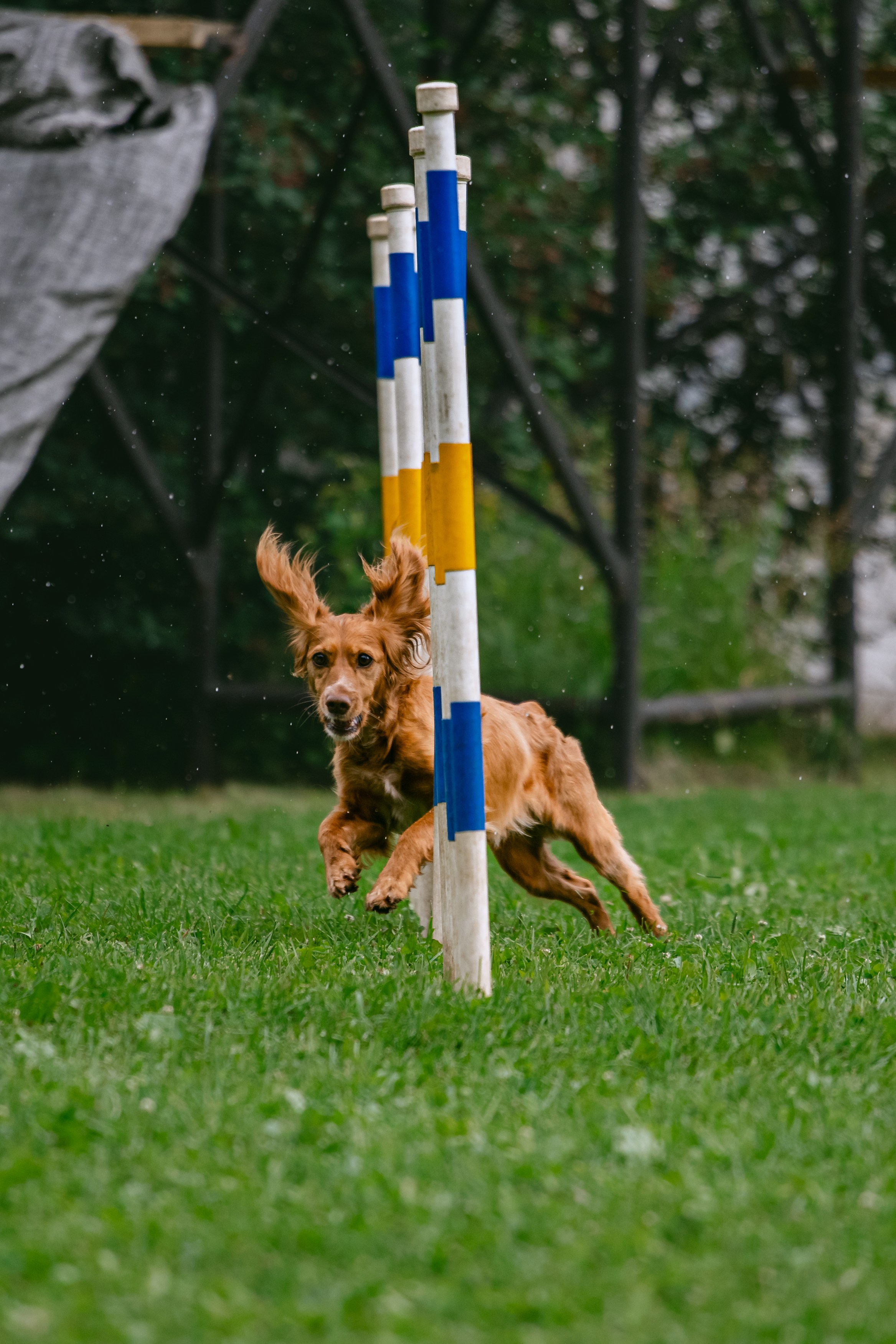 Соревнования по аджилити Долгопрудный 30.06.2025. Фотограф-анималист Татьяна Степанова
