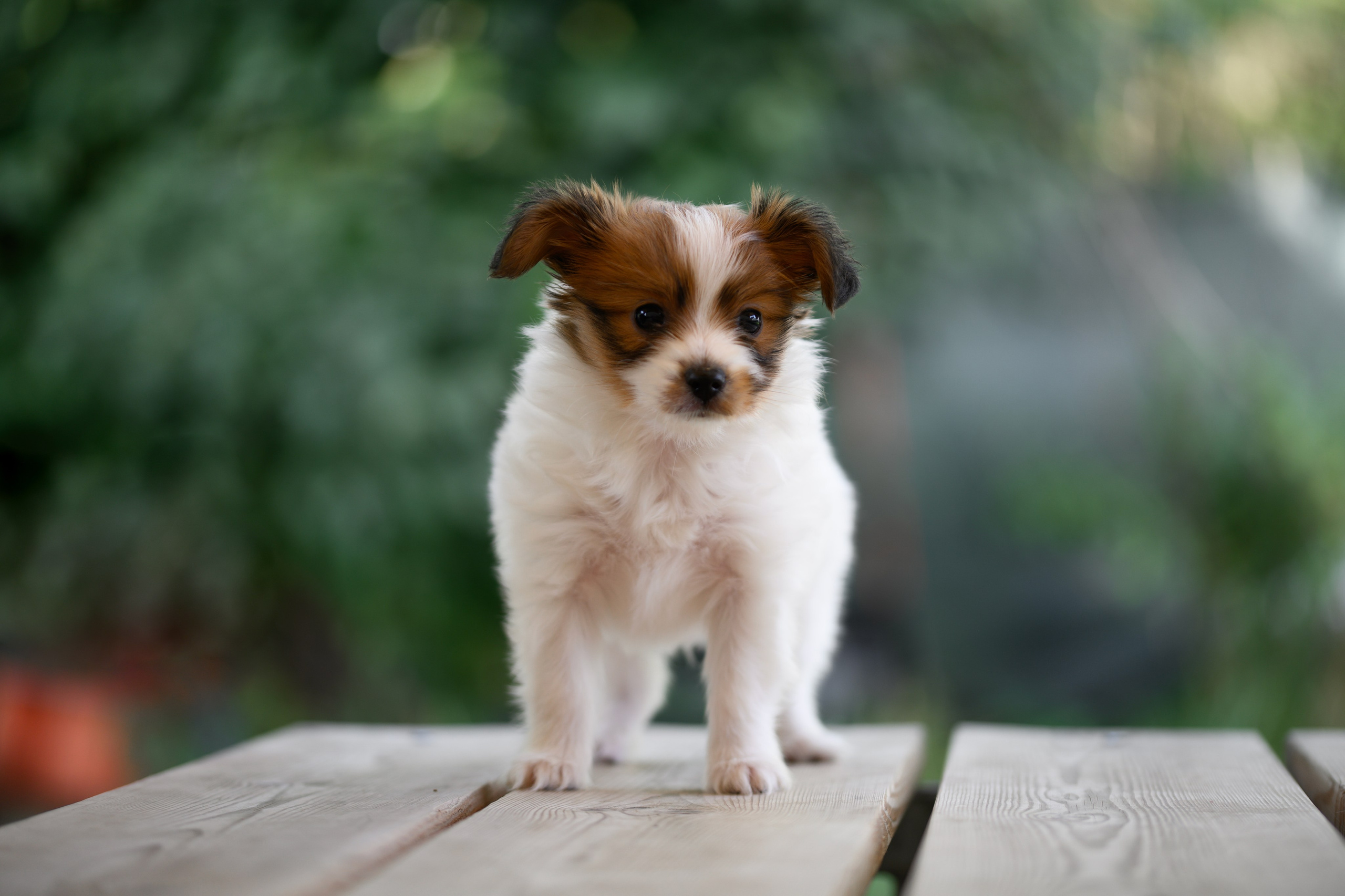 Собаки. FASHION ФОТОГРАФ КАЗАНЬ