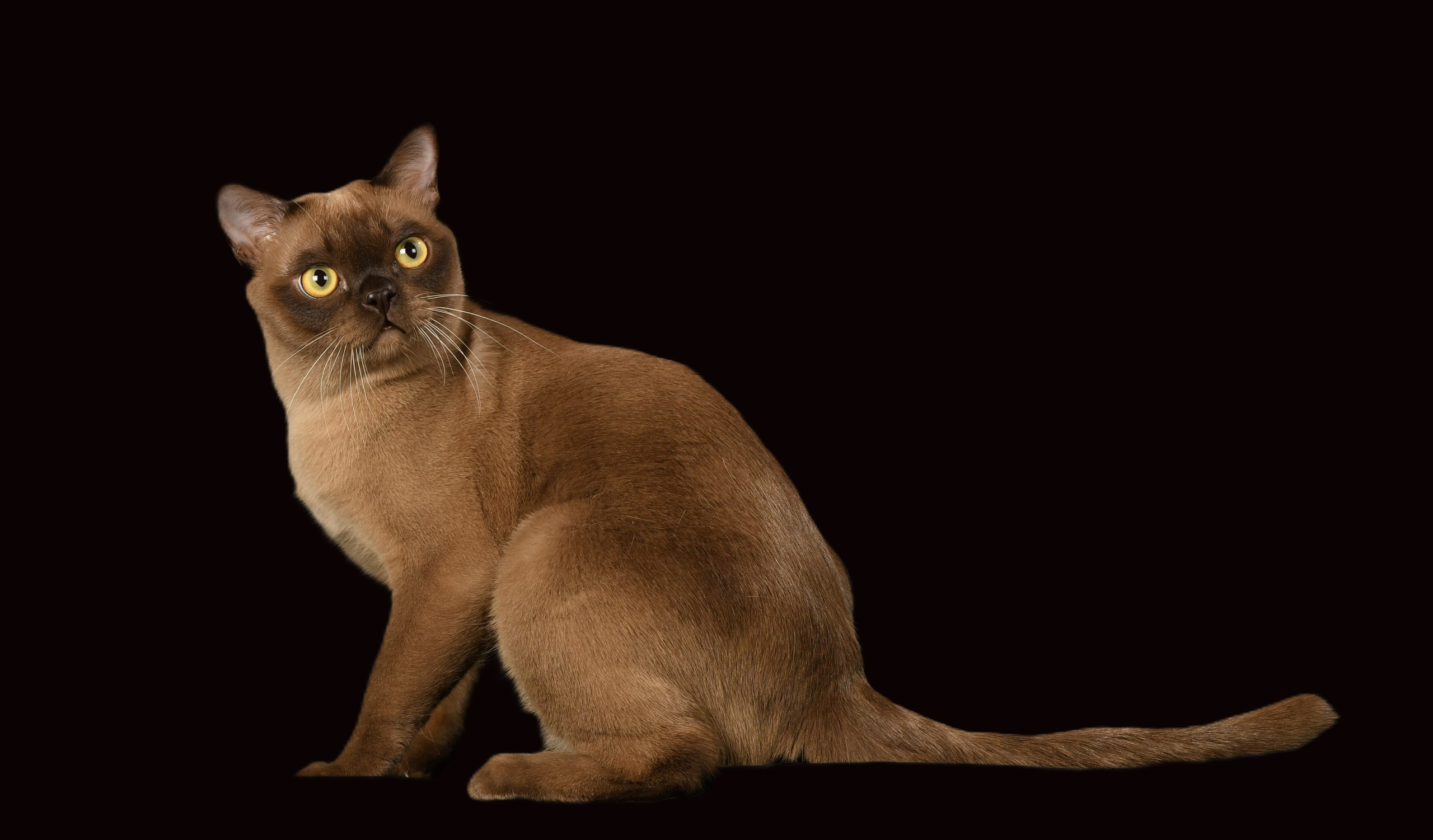 Котёнок американской бурмы. Las Burmas — питомник американской бурмы традиционных линий