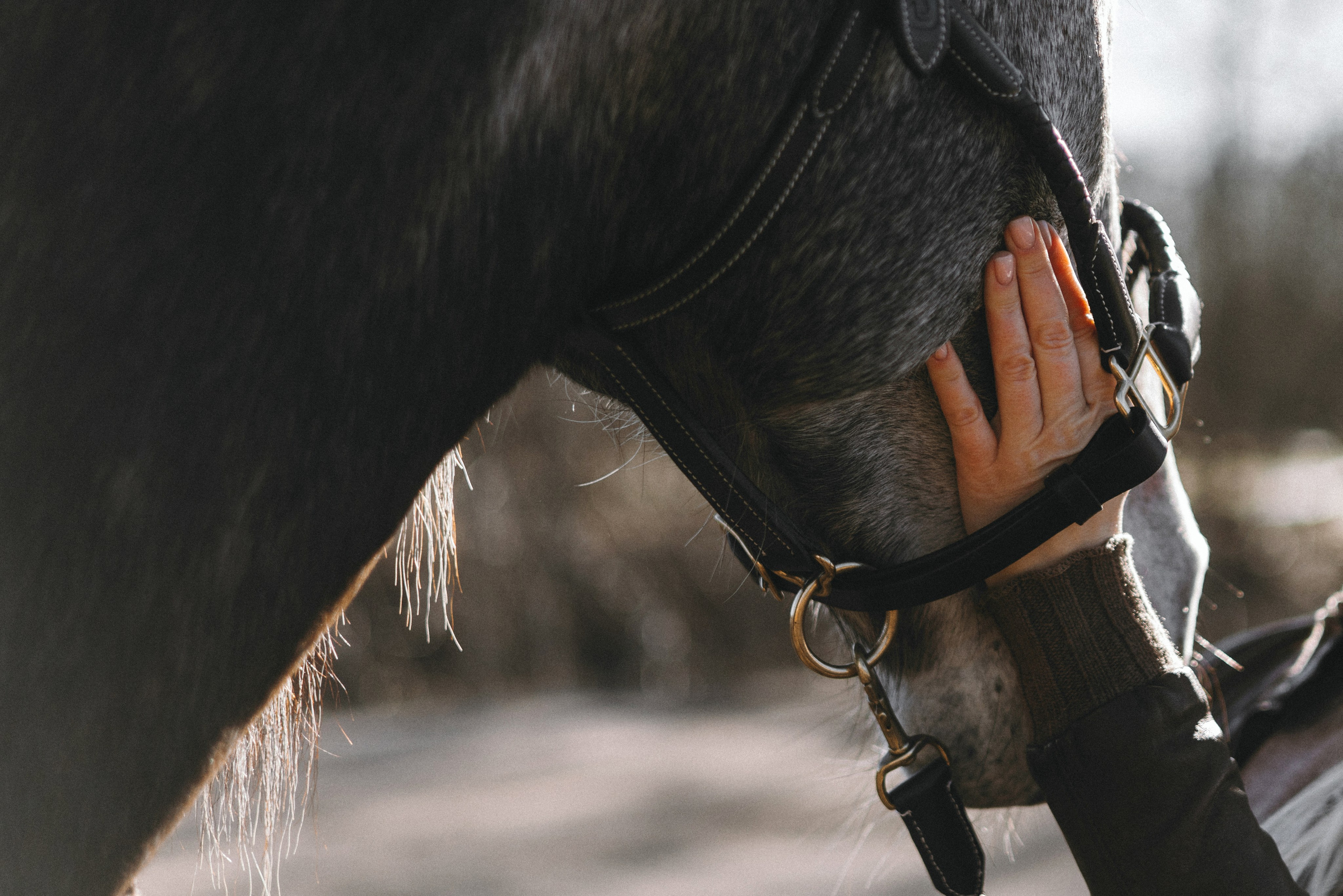 Ирина и Командор. Фотограф анималист Осипчикова Мария