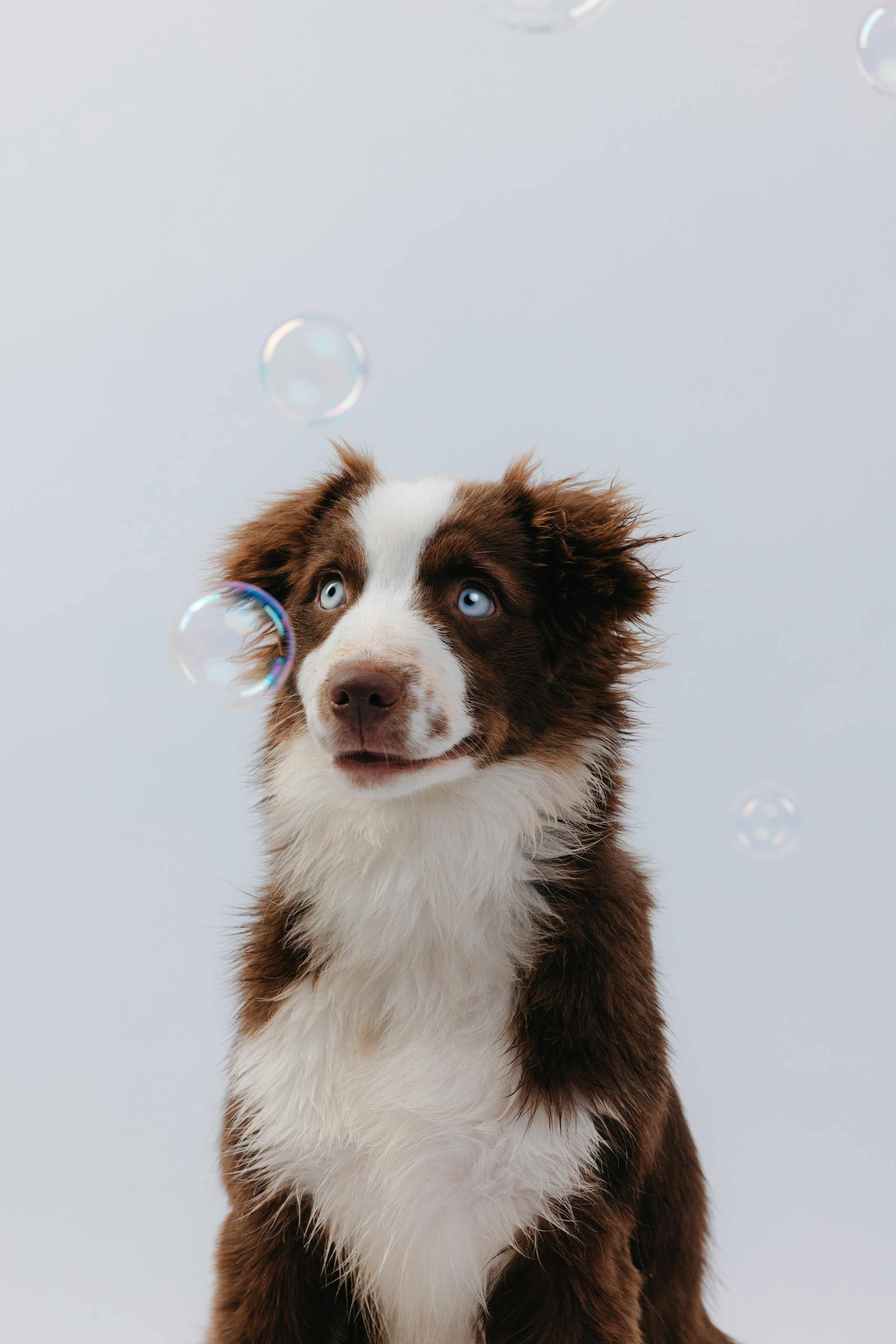 Миниаусси Дайс. Фотограф анималист Осипчикова Мария