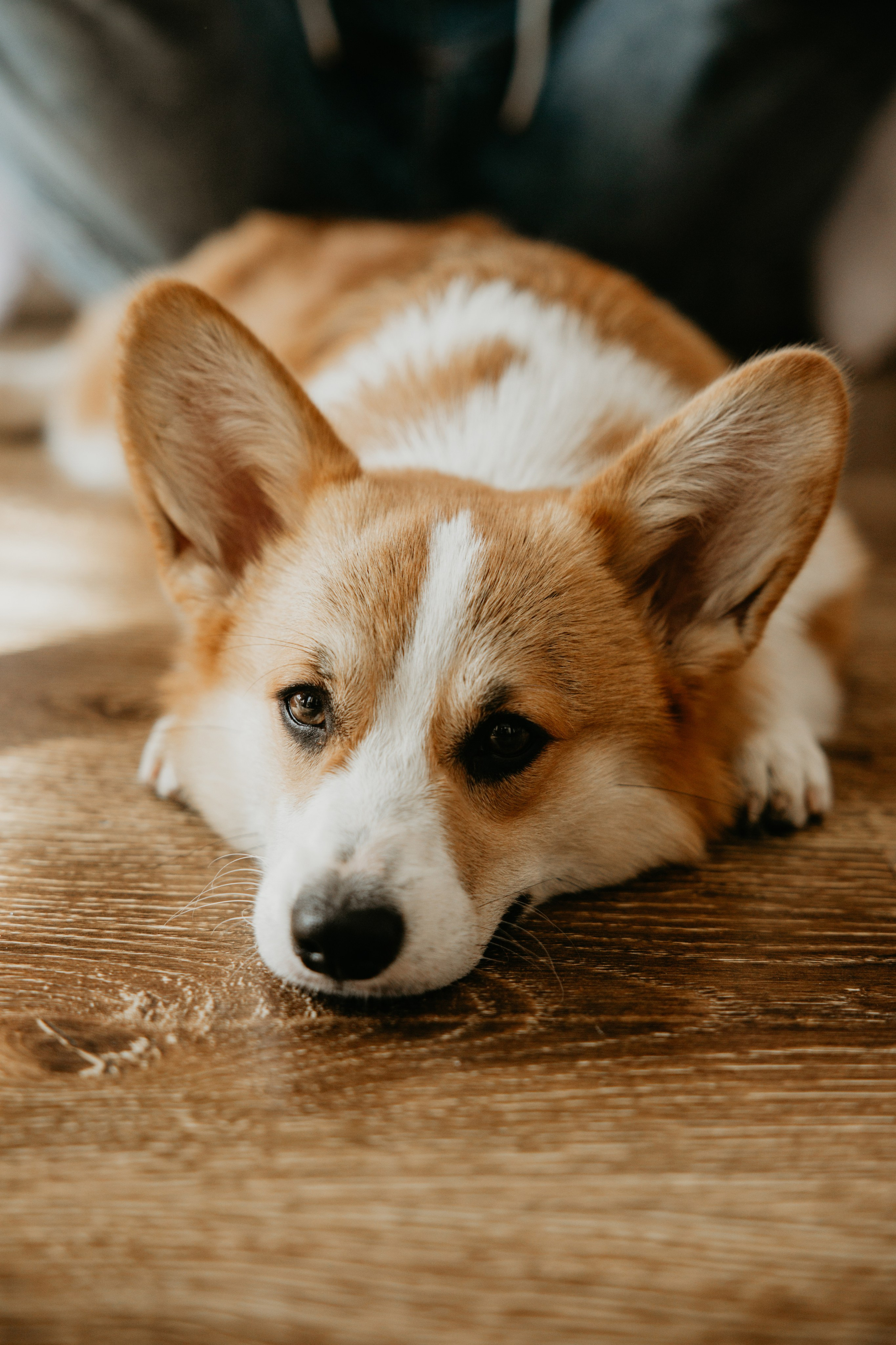 Свадебная серия. Свадебный фотограф в Иваново Гитарина Черняева