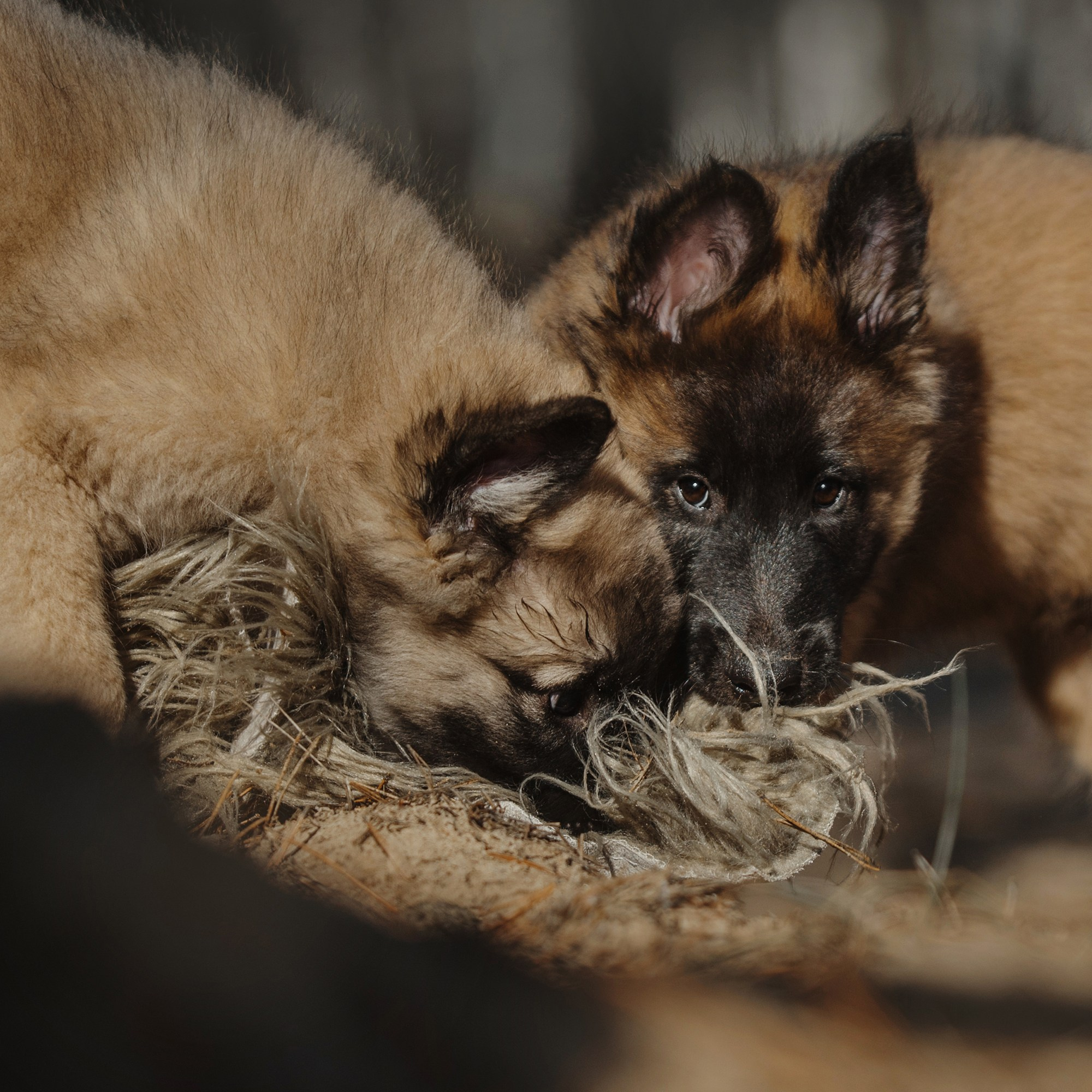 Щенки. Фотограф Анна Тюрина