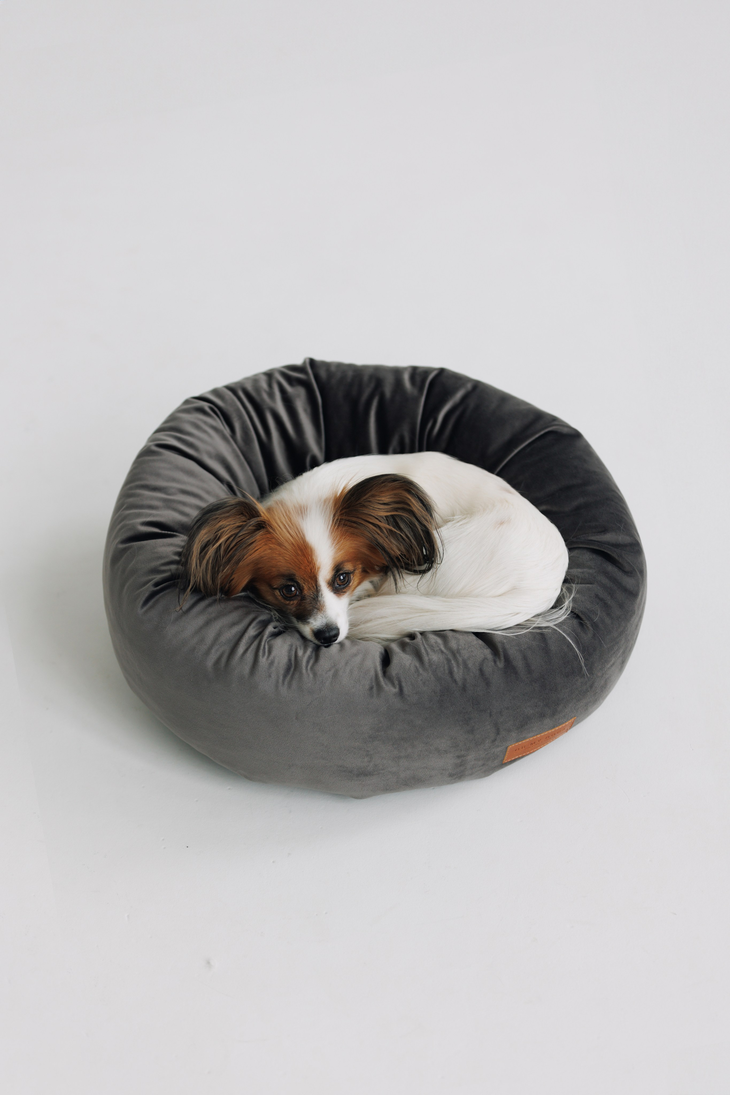 OH MY DOGA. Фотограф анималист Кристина Карпова, Москва