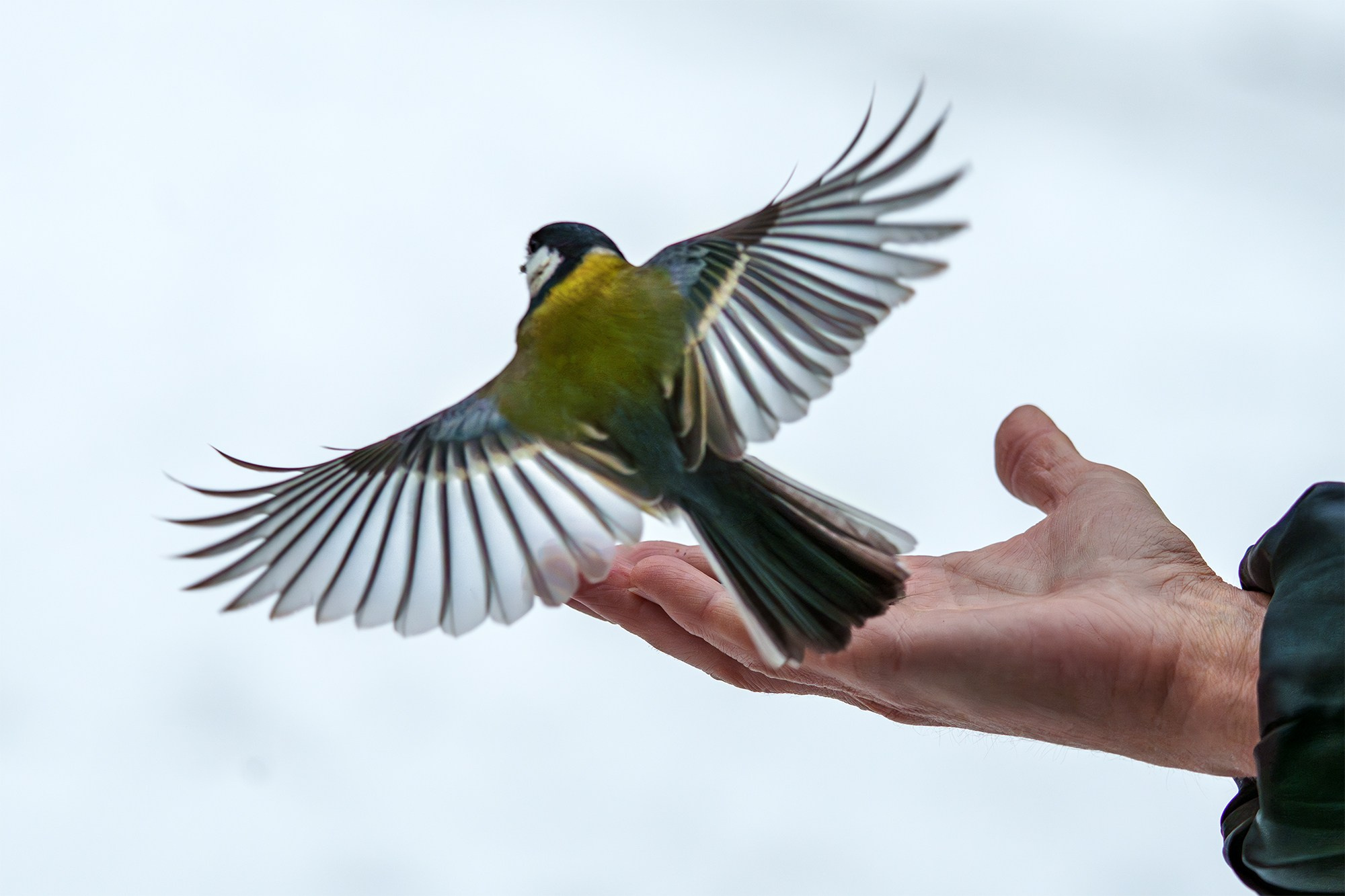 Удивительные мир птиц. Вокруг нас столько прекрасного — присмотритесь!. Ваш личный фотограф Марина Волкова