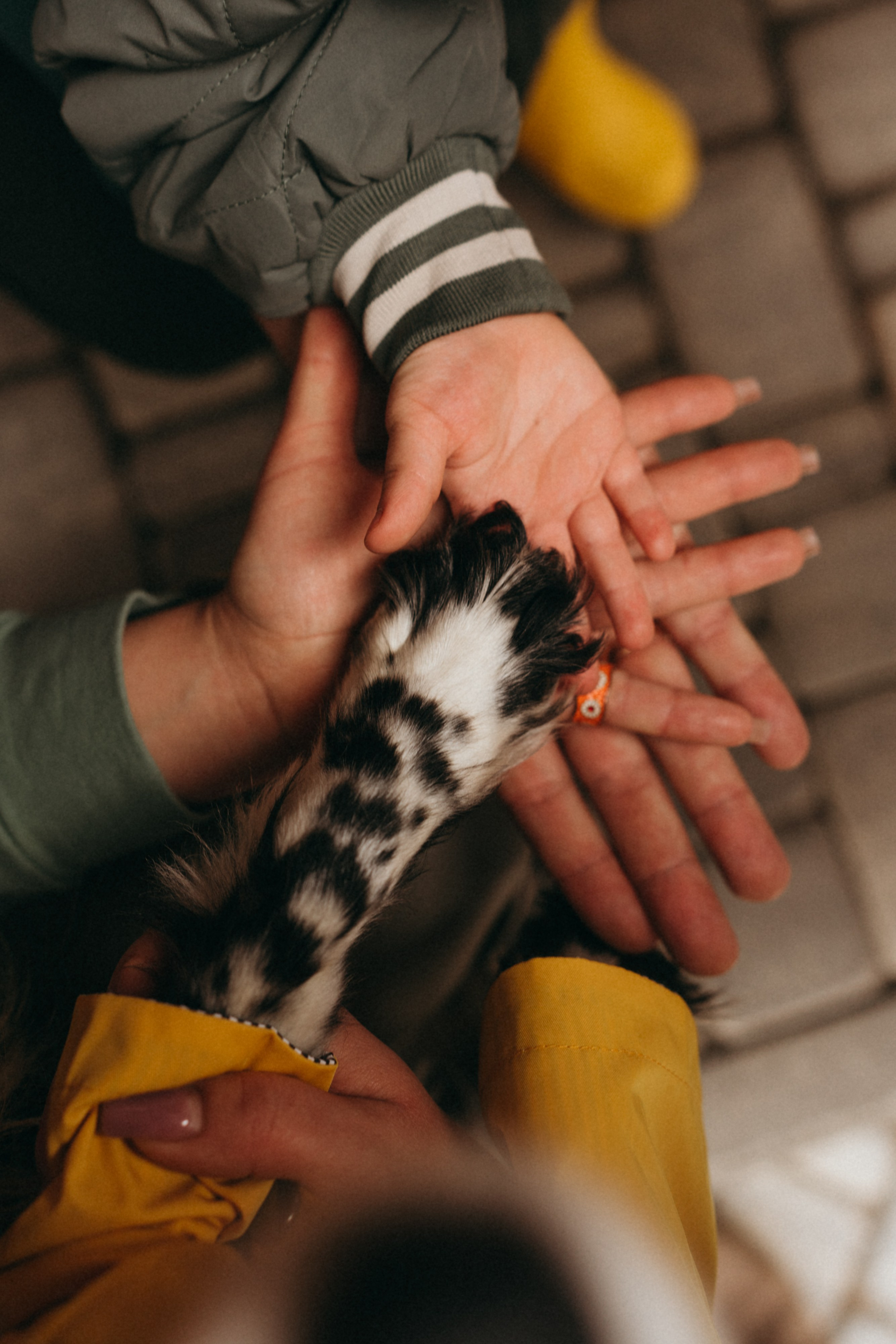 Дмитрий/Елена и Николас. Фотограф в Санкт-Петербурге — Лучина Екатерина