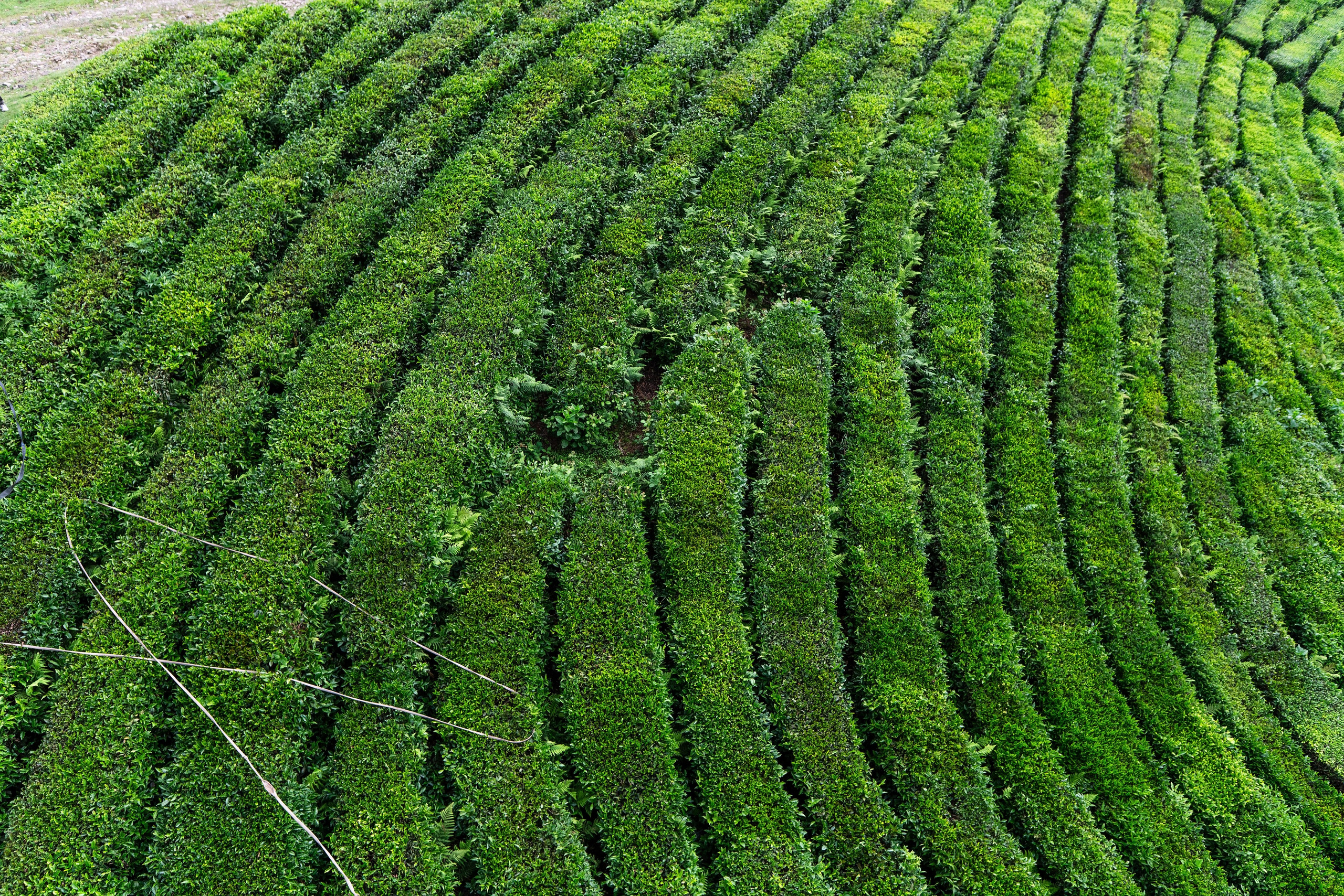 Фотограф на праздник Сочи. Фотограф Сочи