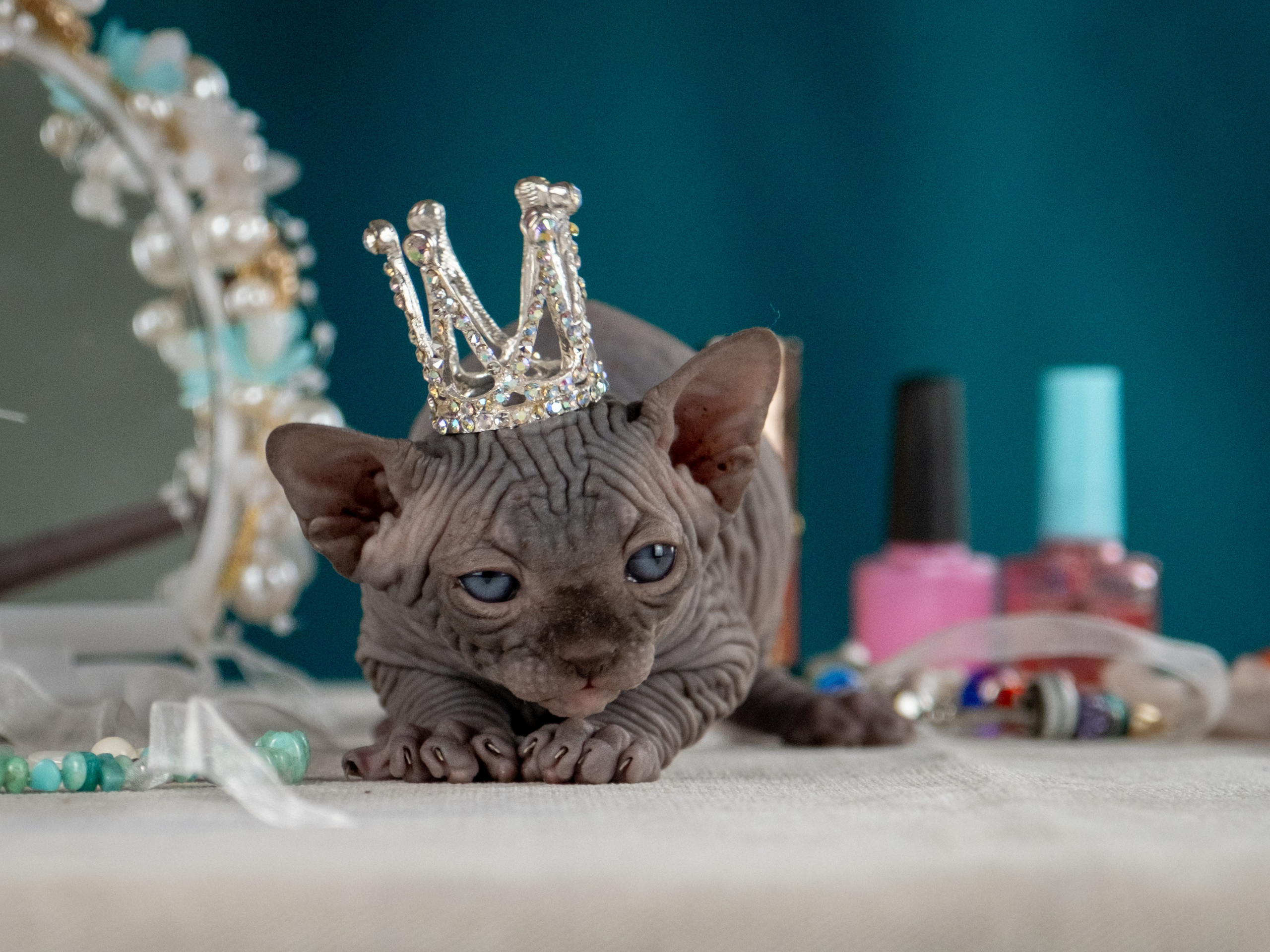 Невероятные сфинксы и эльфы для Ланы!. Зоофотограф, фотограф животных в Москве и области Дина Дамоцева