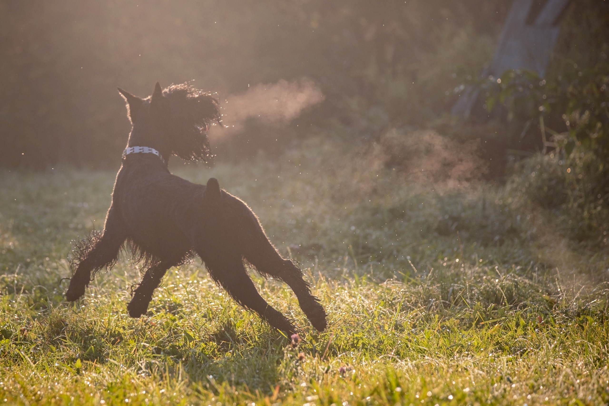 Прекрасная семья Ксении. Зоофотограф, фотограф животных в Москве и области Дина Дамоцева