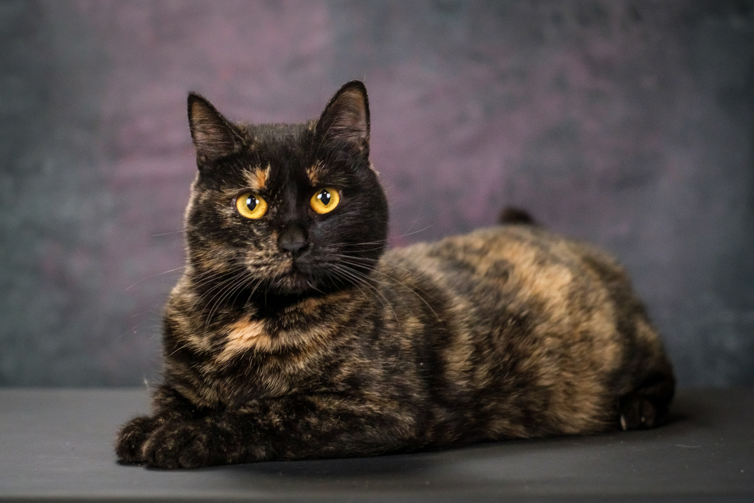 Котики Мурмурии). Зоофотограф, фотограф животных в Москве и области Дина Дамоцева