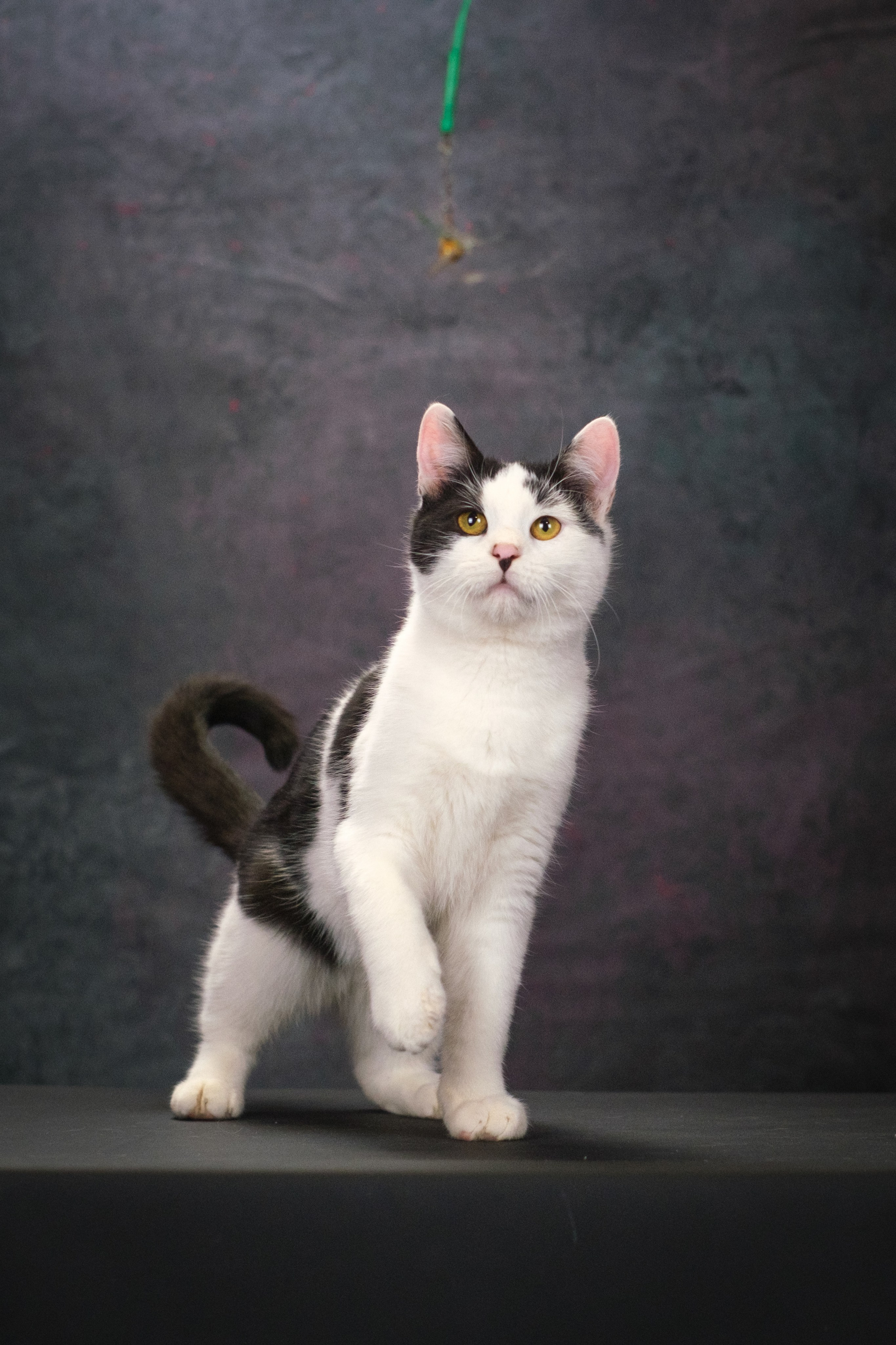 Котики Мурмурии). Зоофотограф, фотограф животных в Москве и области Дина Дамоцева