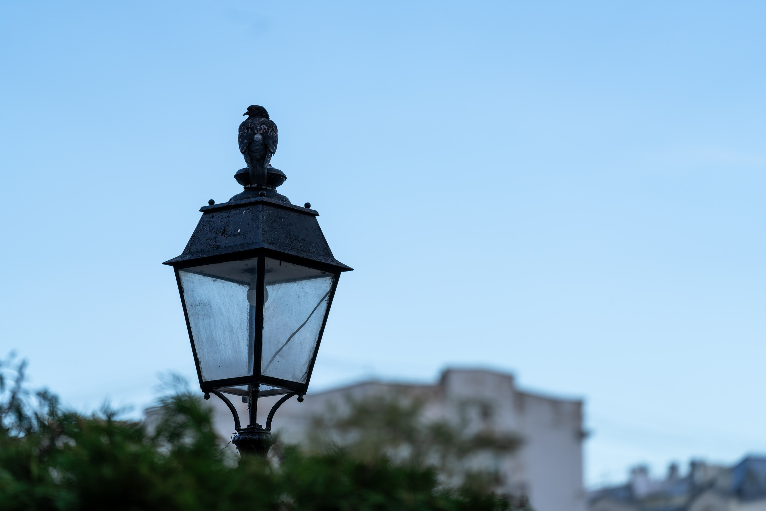 Голубь сидит на фонаре