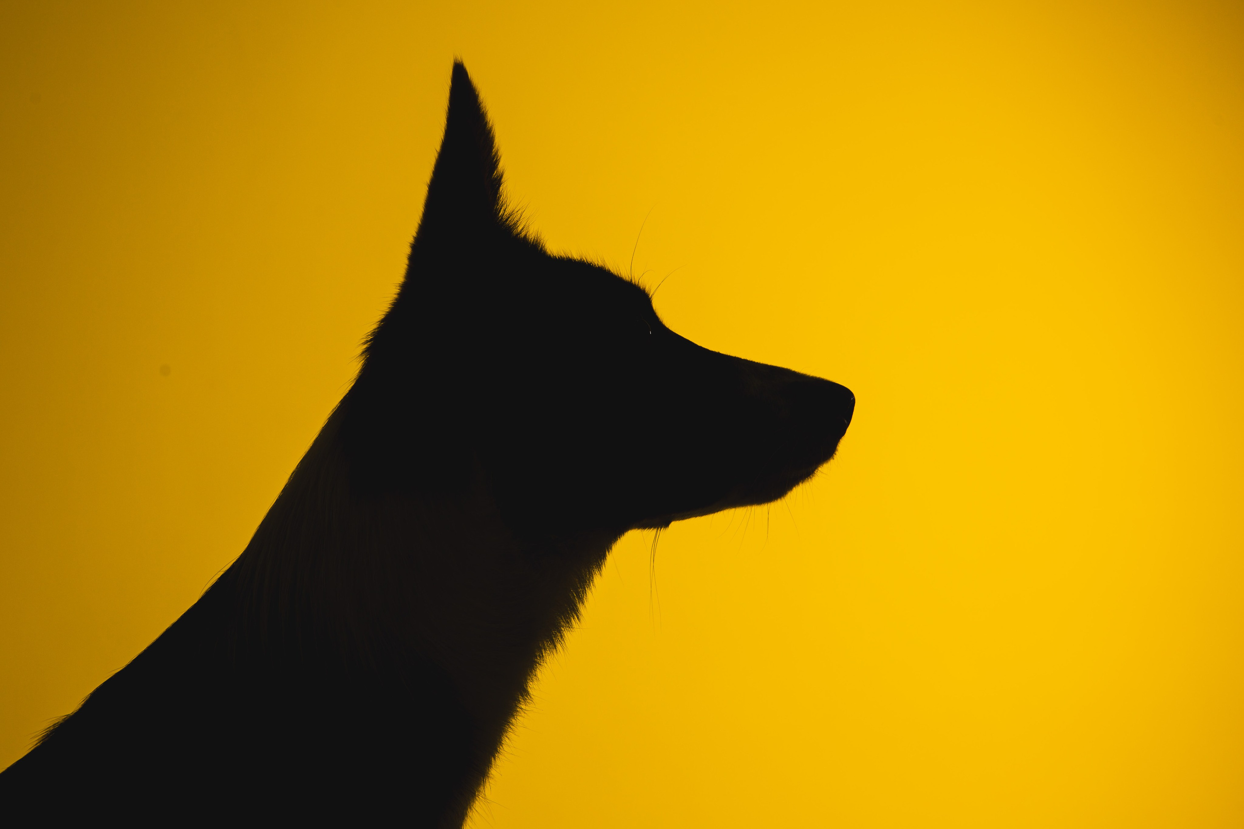 Воркшоп по импульсному свету